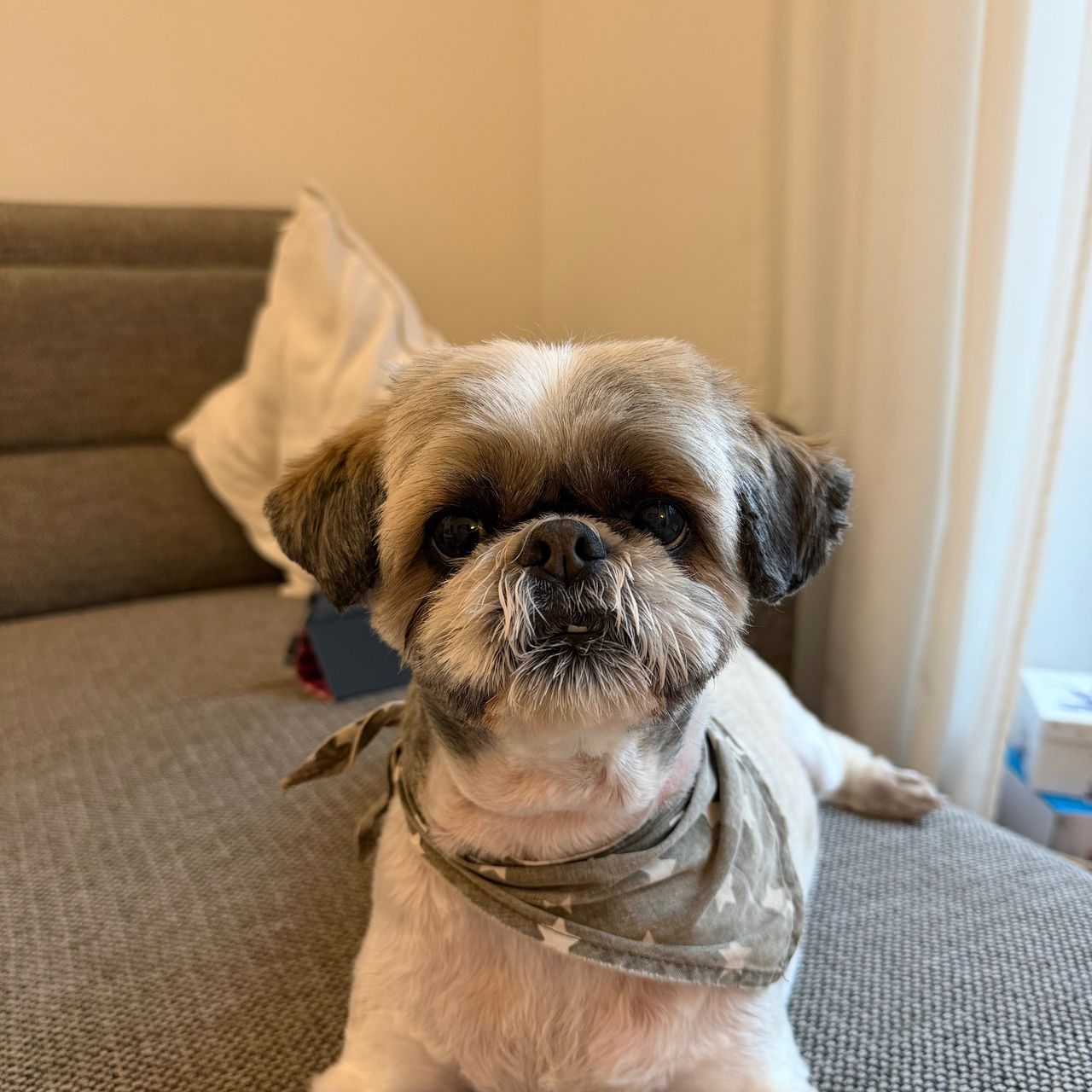 Soutěžní fotografie - Ejmy,  Shih-tzu