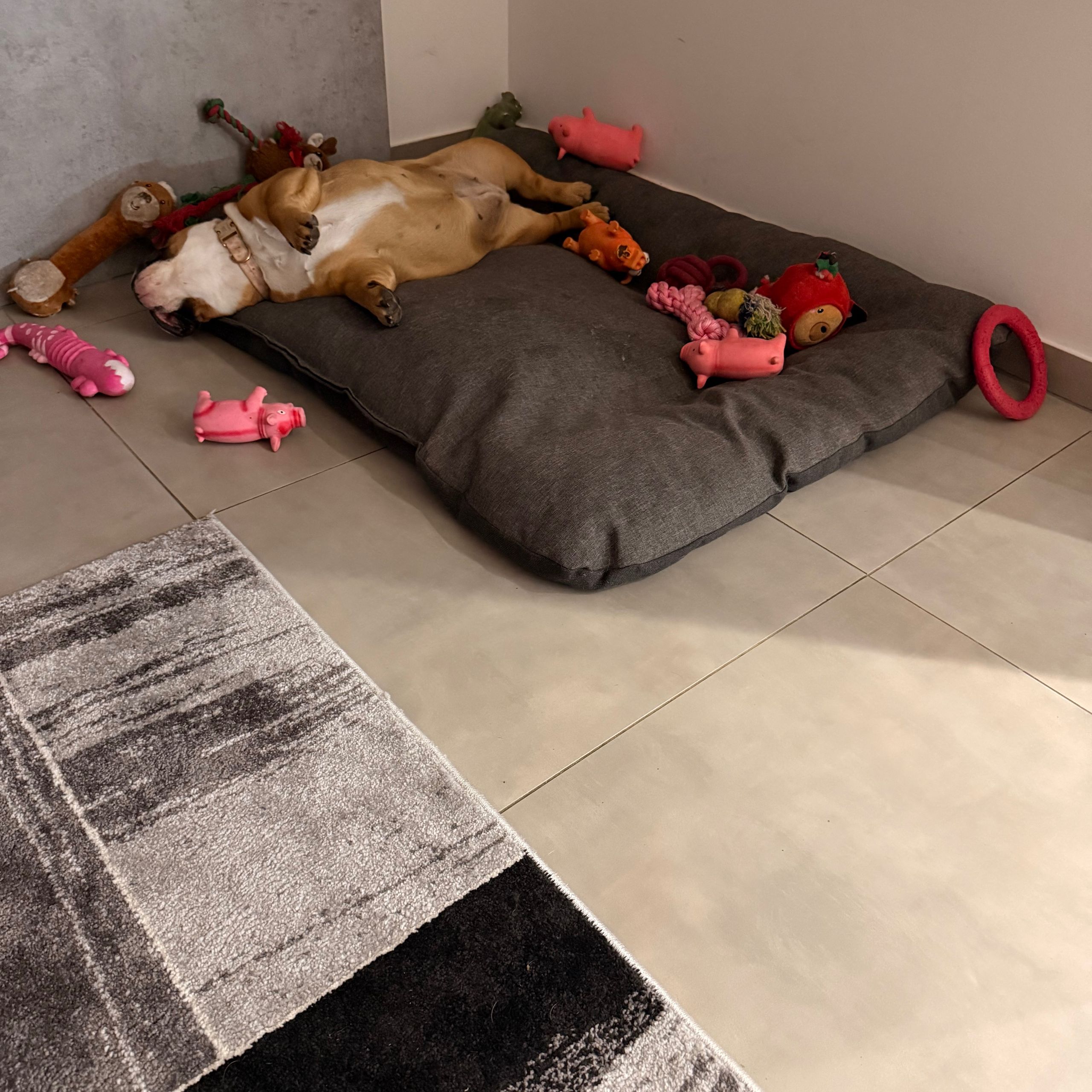 Soutěžní fotografie - Bibi,  Americký buldok