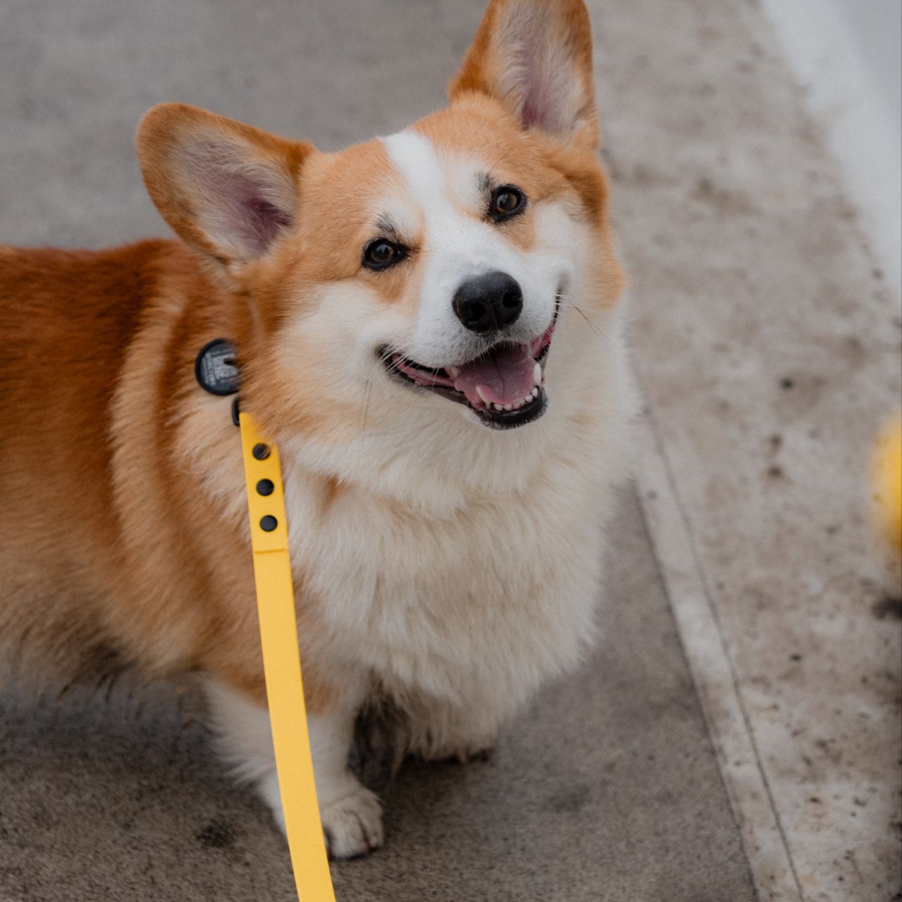 Soutěžní fotografie - Hermík,  Welsh Corgi Pembroke