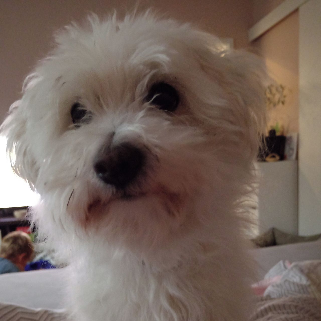 Soutěžní fotografie - Benitka,  Boloňský psík