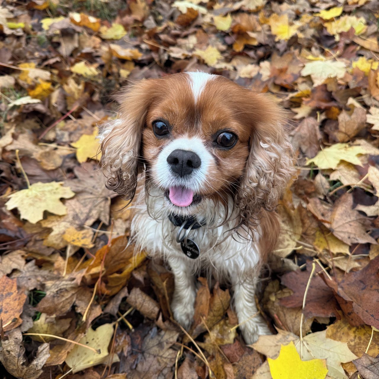 Soutěžní fotografie - Thery,  Kavalír King Charles španěl