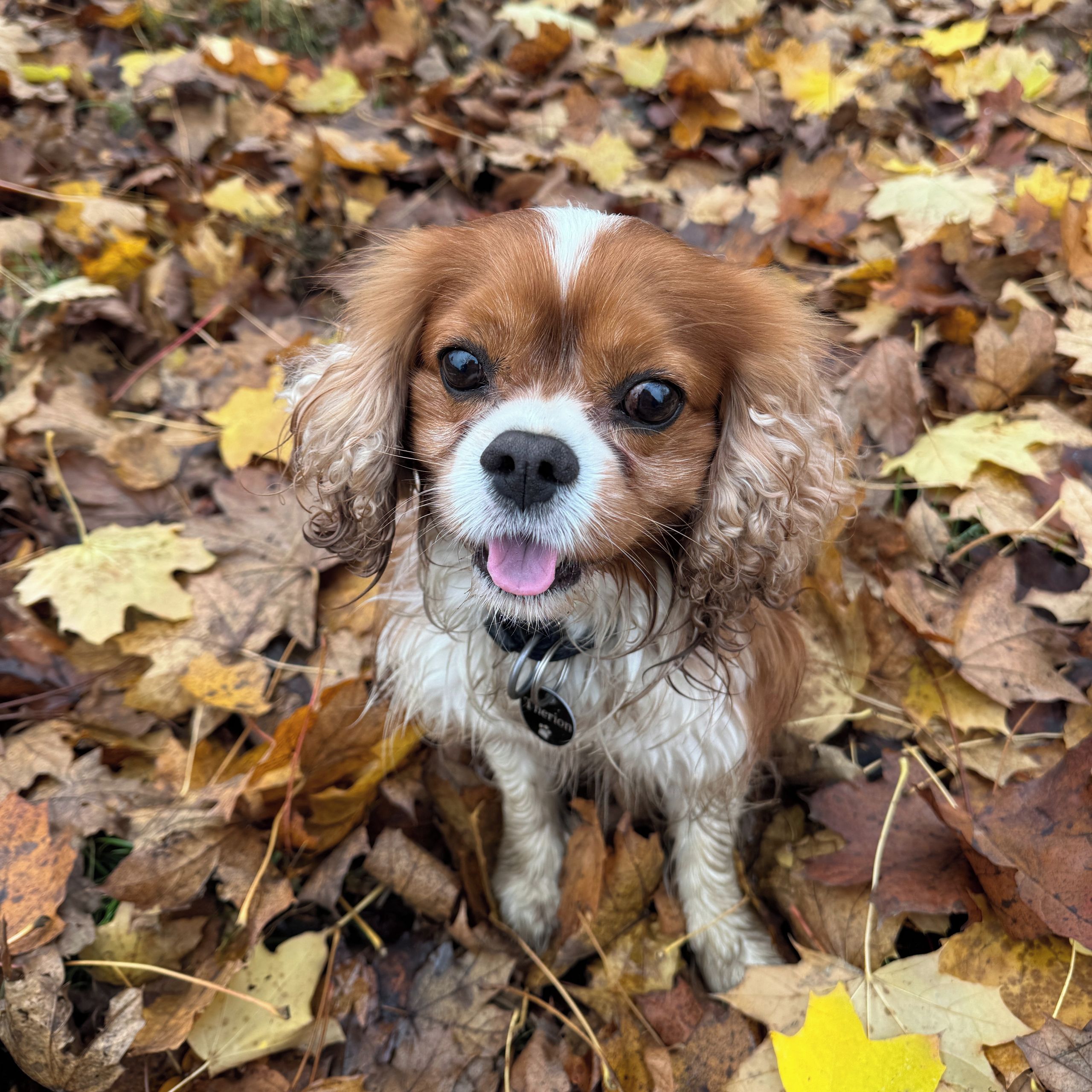 Soutěžní fotografie - Thery,  Kavalír King Charles španěl
