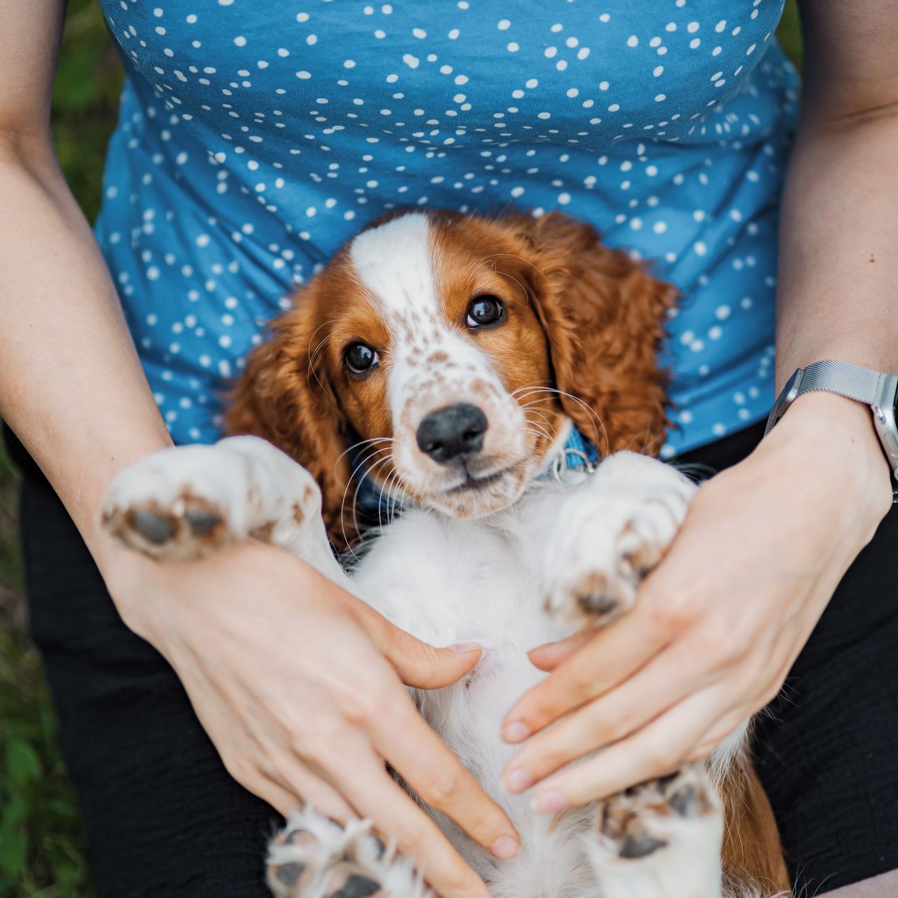Soutěžní fotografie - Woody,  Welššpringršpaněl