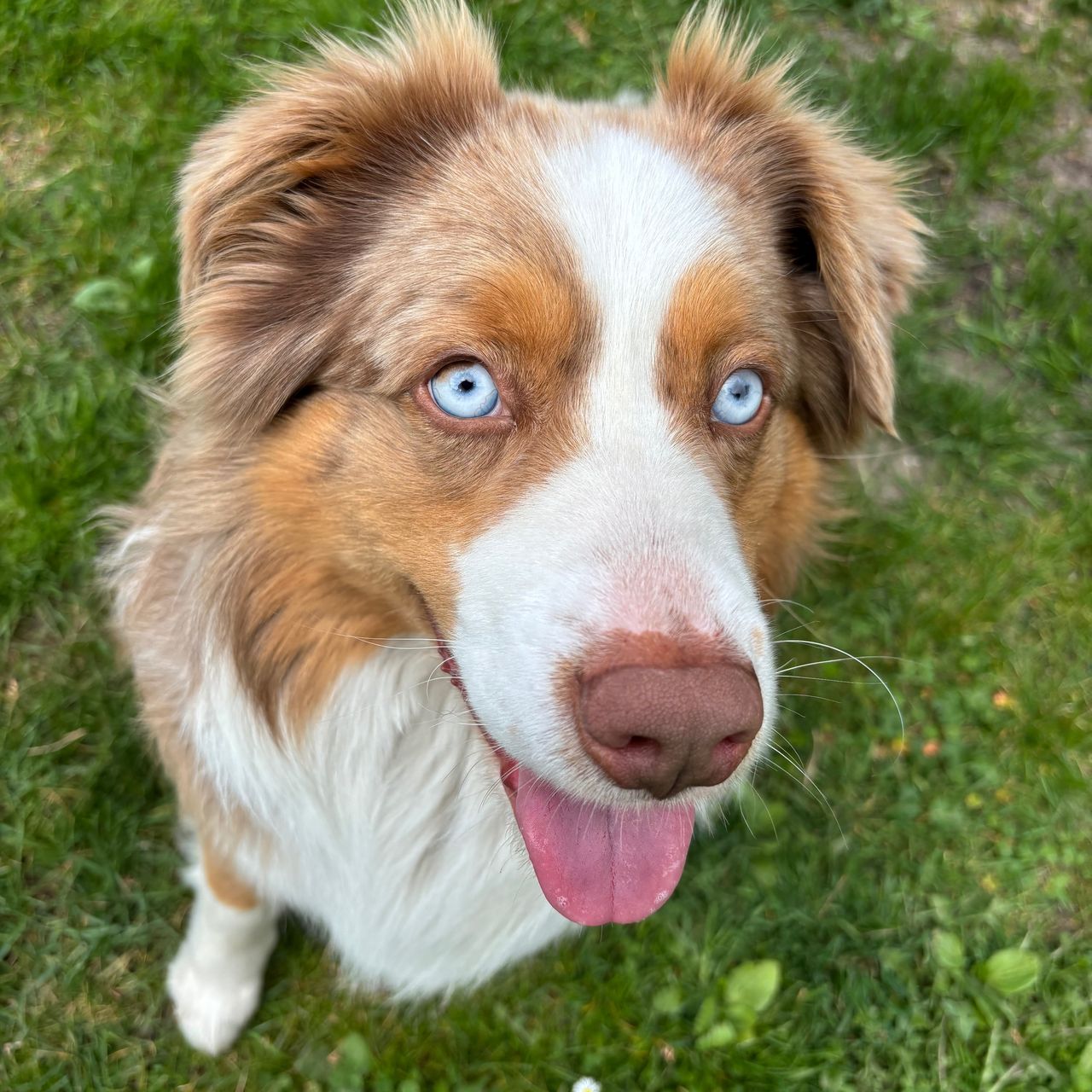 Soutěžní fotografie - Chicco,  Australský ovčák