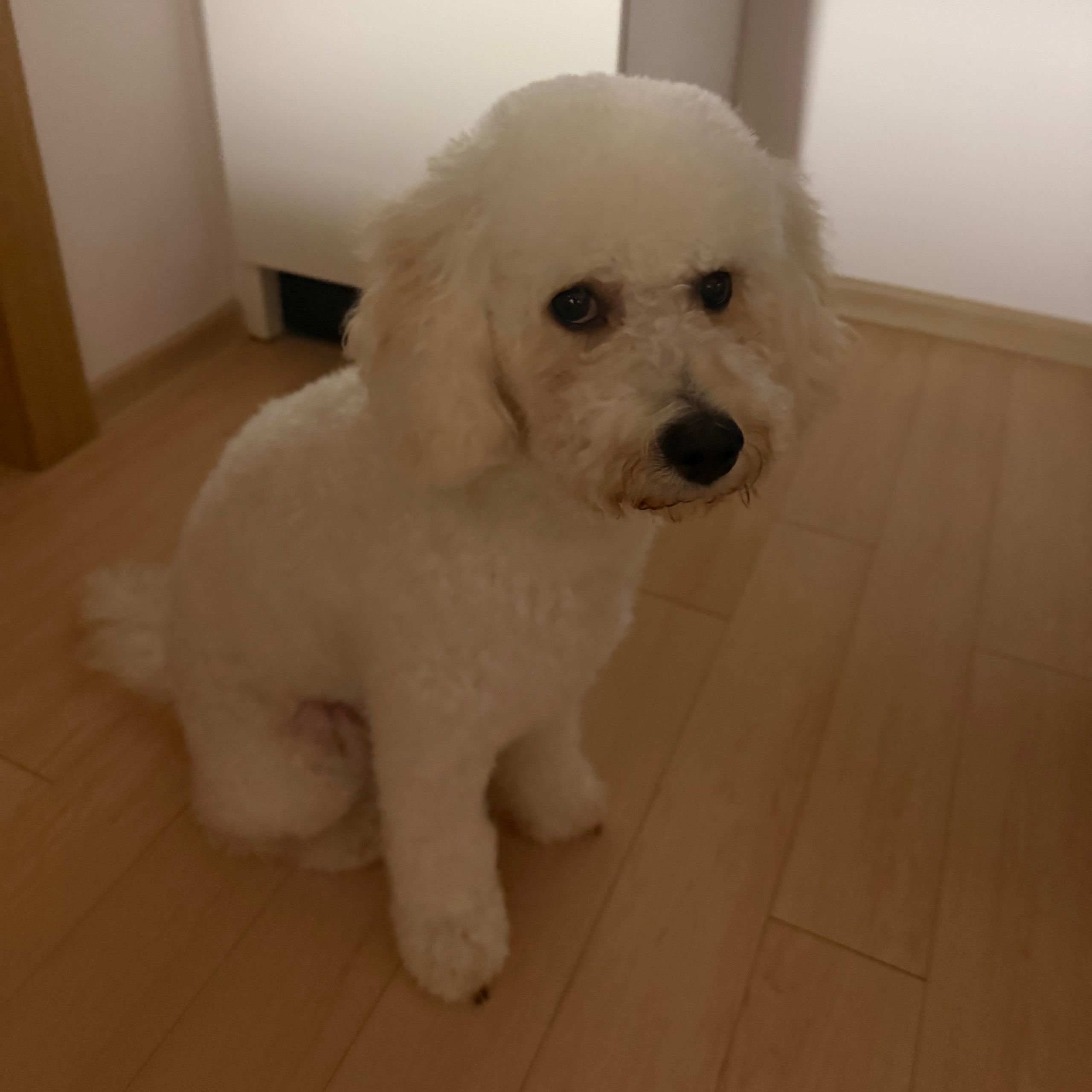 Soutěžní fotografie - Rebi,  Pudl