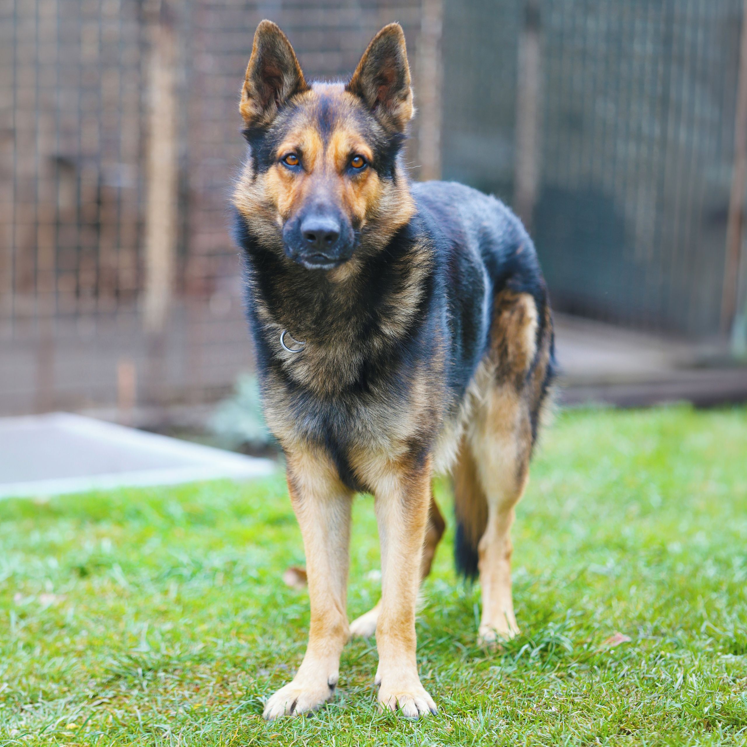 Soutěžní fotografie - Aron,  Německý ovčák