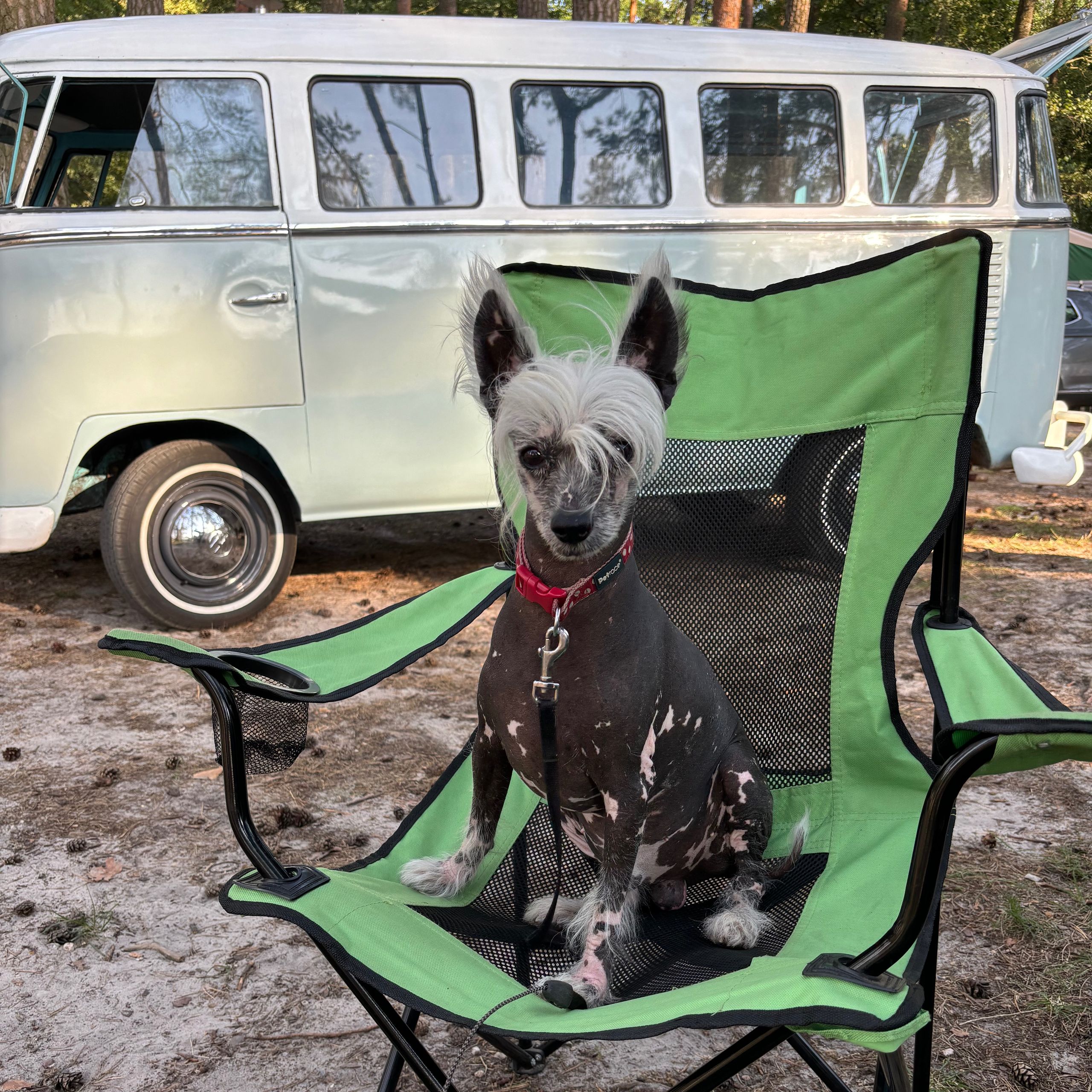 Soutěžní fotografie - Pičínek,  Čínský chocholatý pes