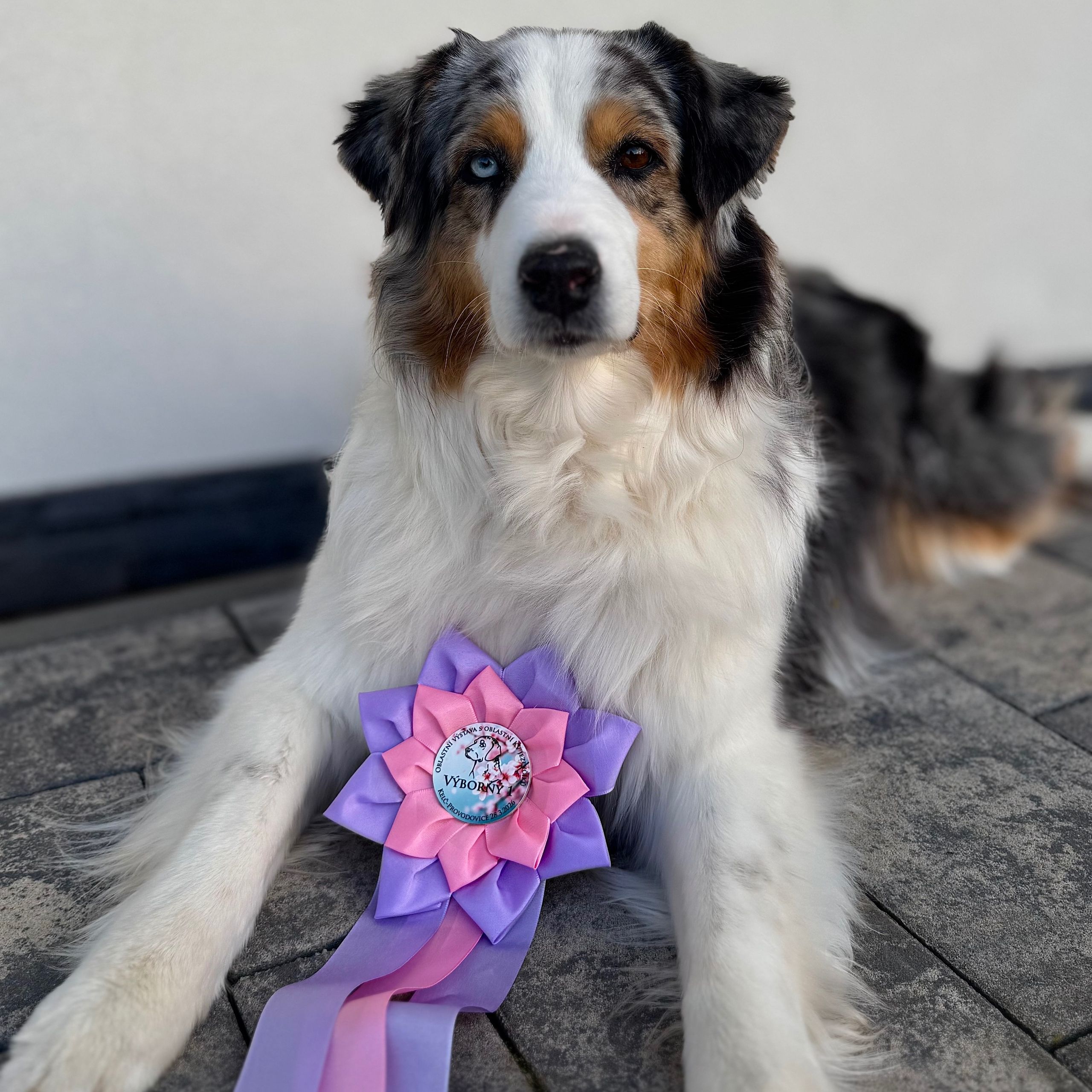 Soutěžní fotografie - Lady,  Australský ovčák
