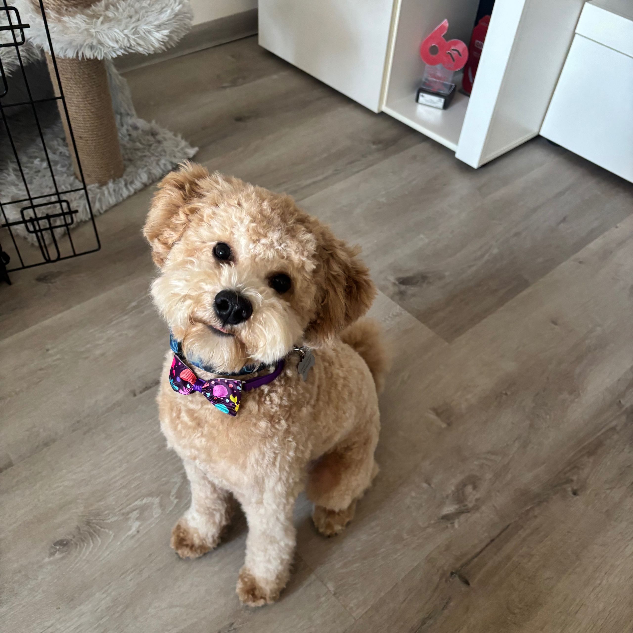 Soutěžní fotografie - Chicco,  Pudl