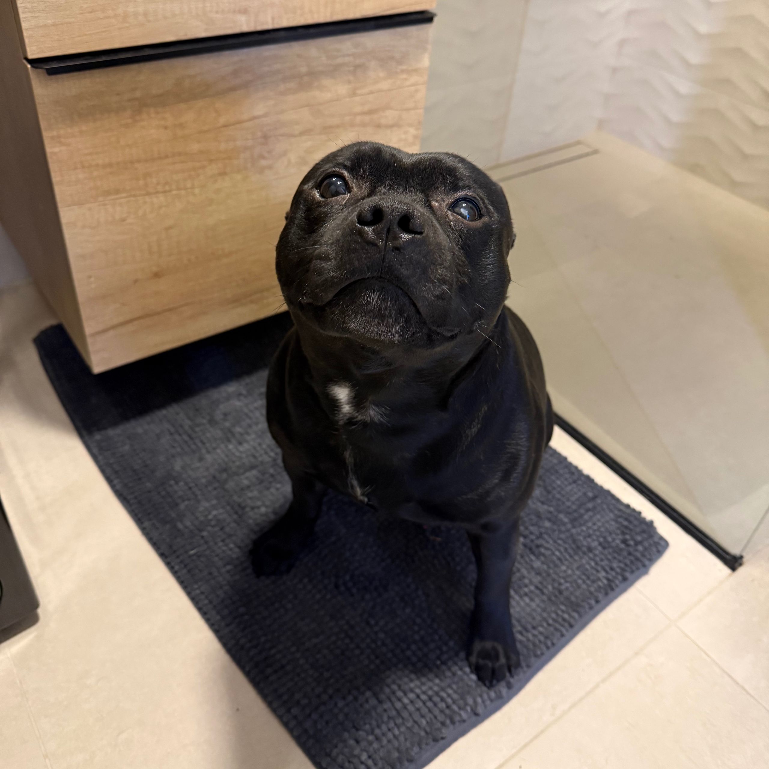 Soutěžní fotografie - Nero,  Stafordšírský bullterier