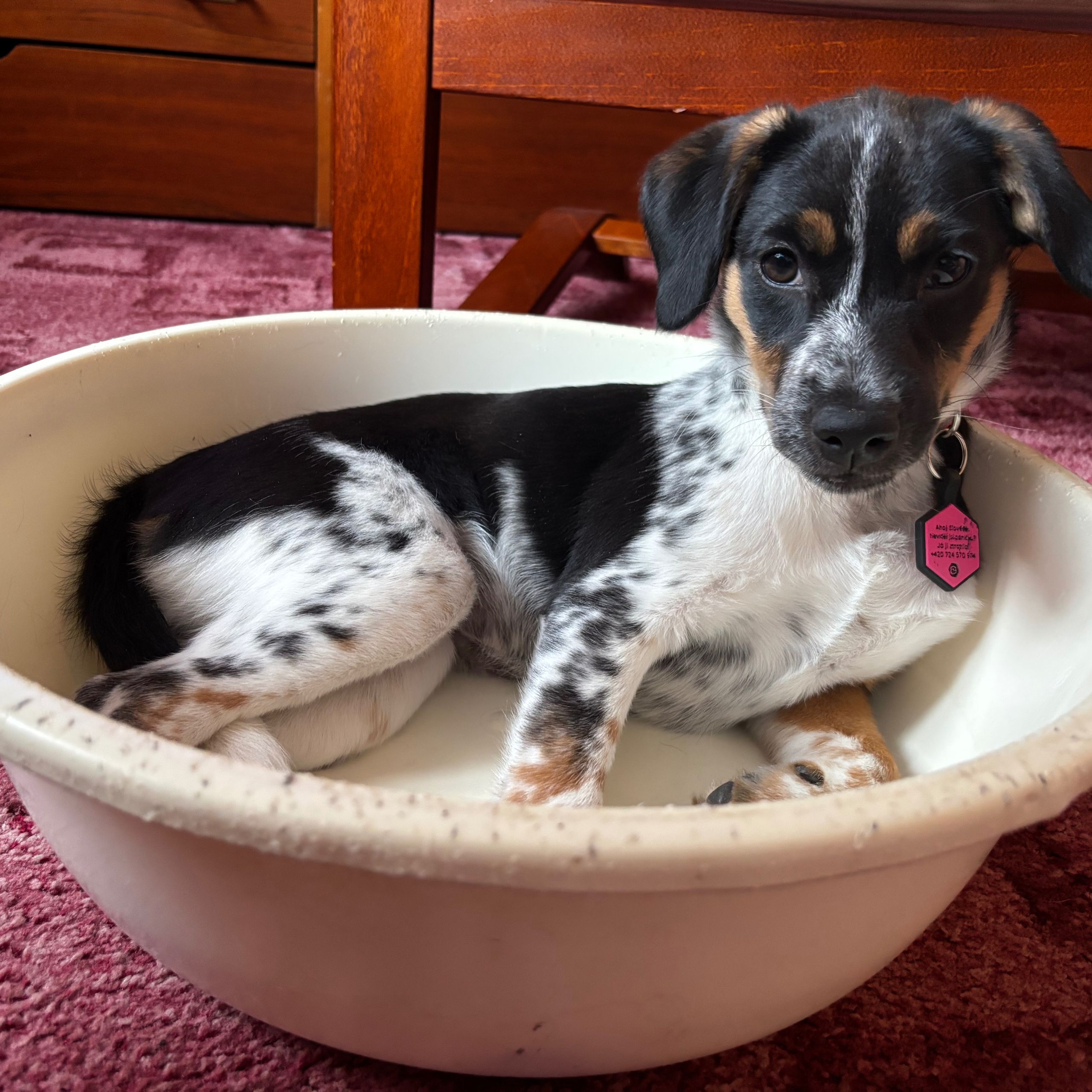 Soutěžní fotografie - Ebbinka,  Český strakatý pes