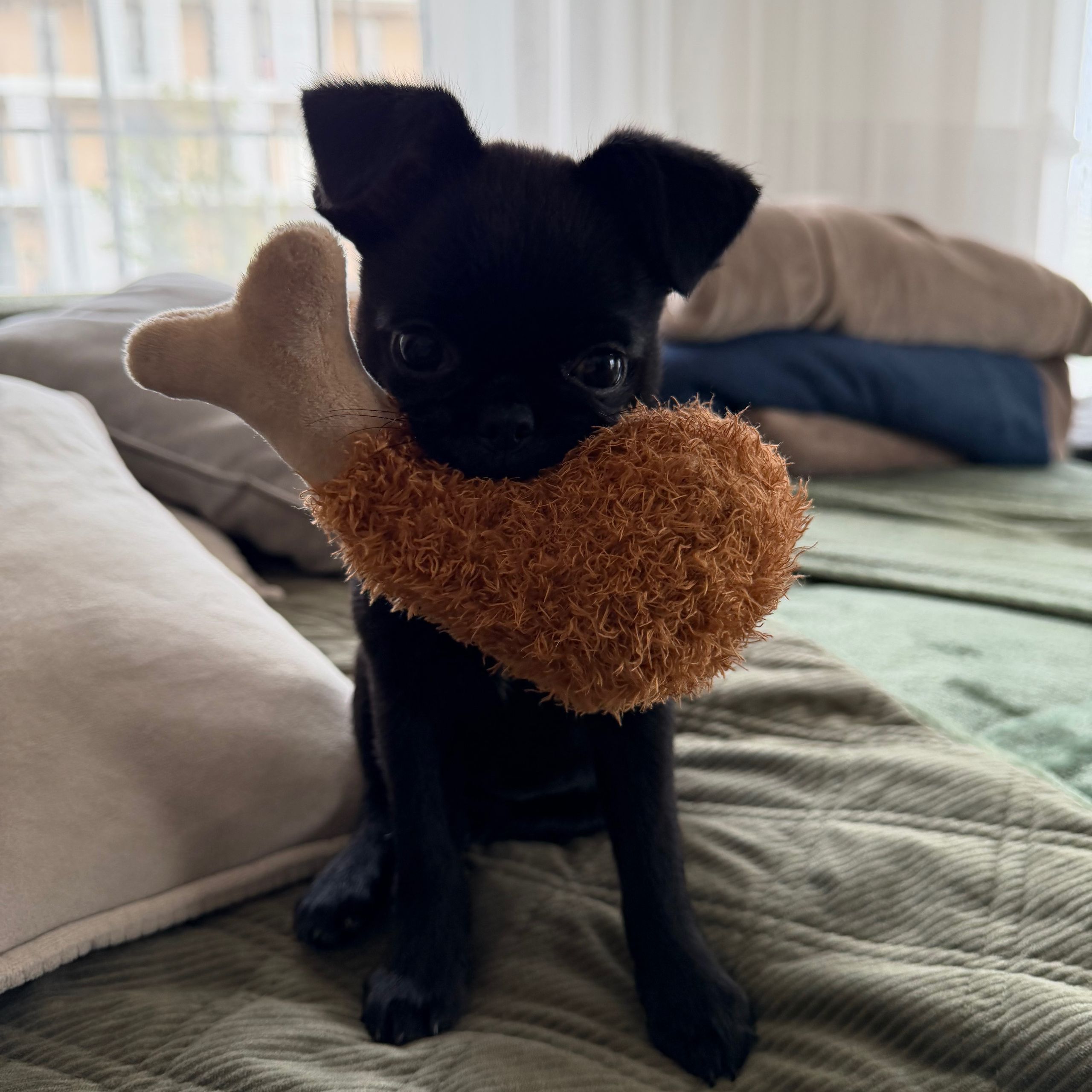 Soutěžní fotografie - Mildred,  Brabantík Petit