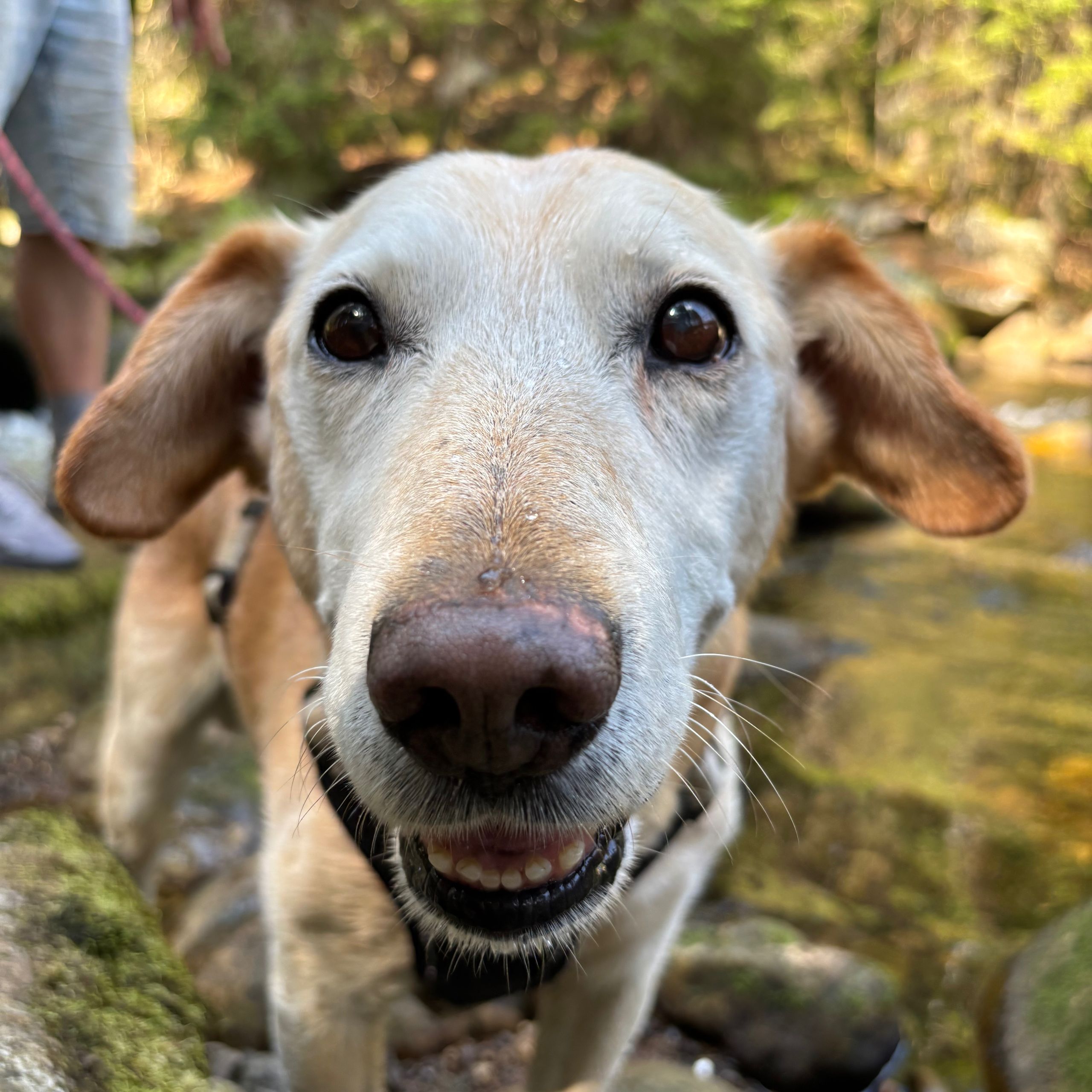 Soutěžní fotografie - Akoya,  Ostatní