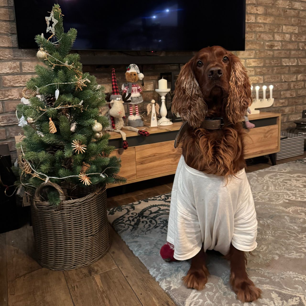 Soutěžní fotografie - Afi,  Irský setr