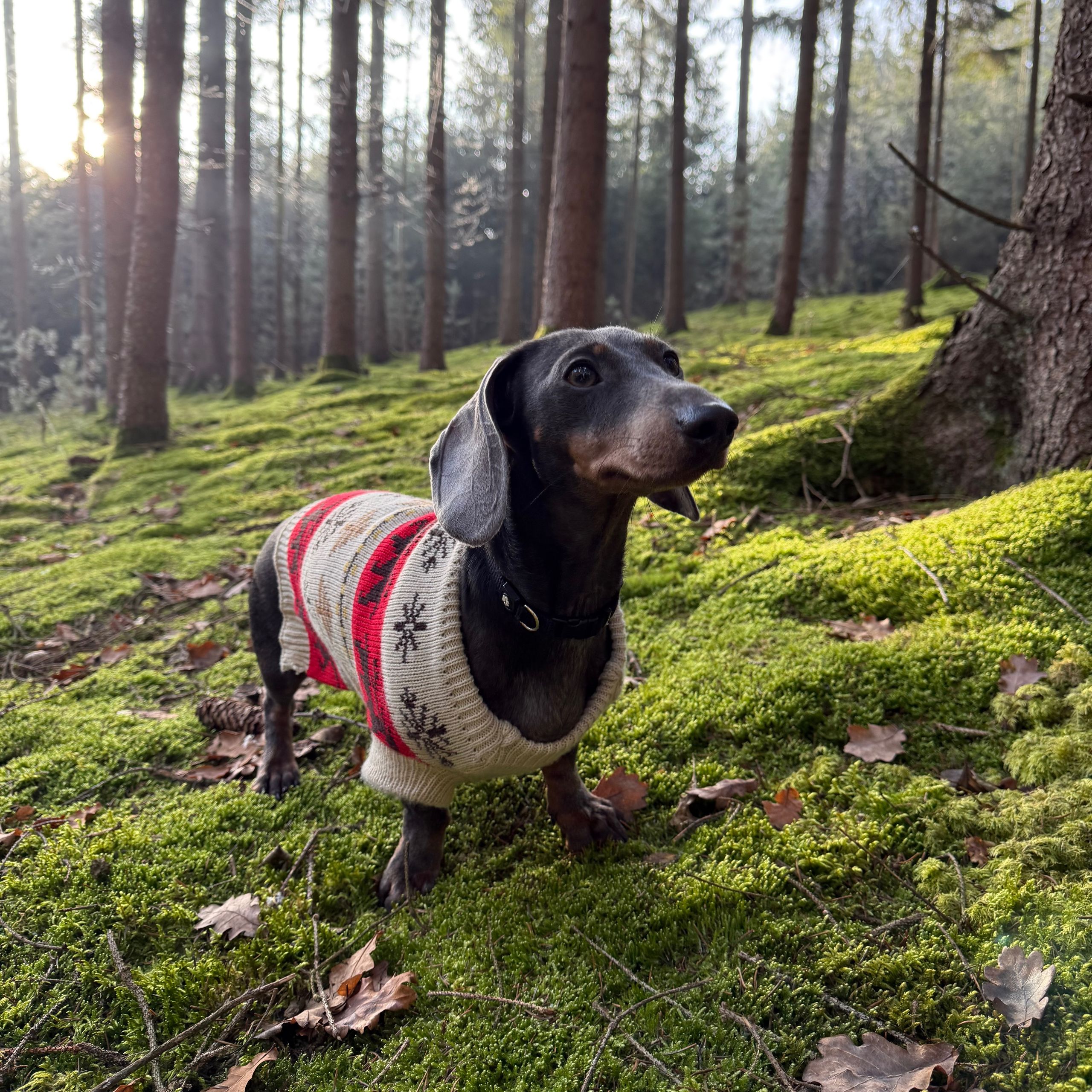 Soutěžní fotografie - Bobina,  Jezevčík