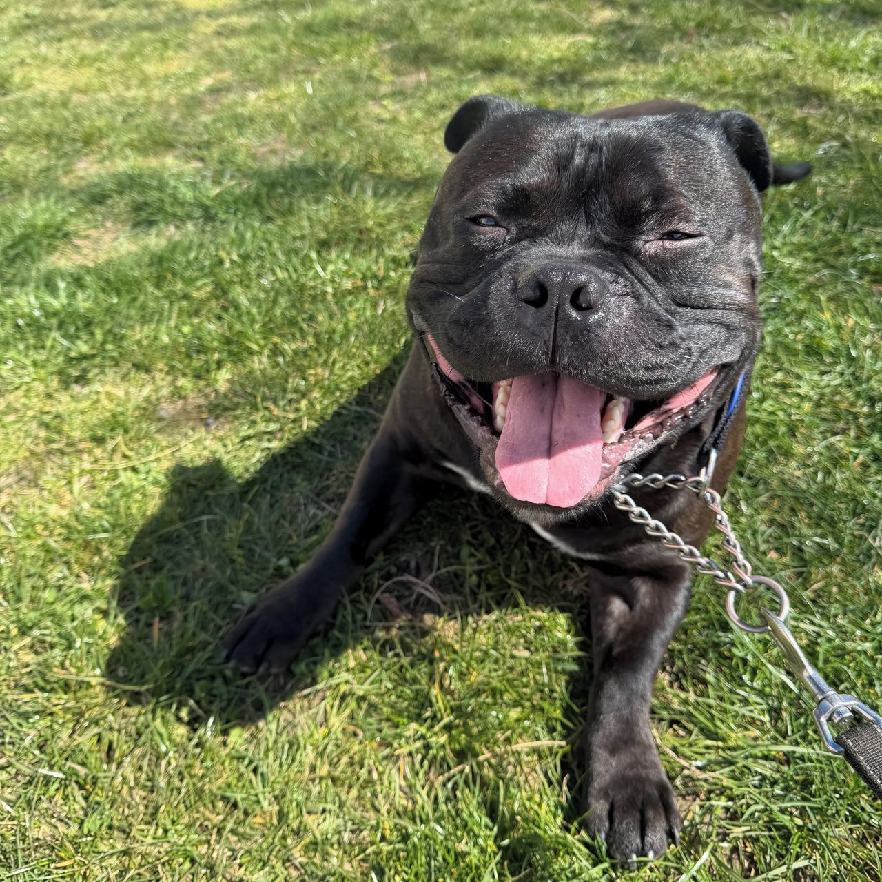 Soutěžní fotografie - Castor Troy,  Stafordšírský bullterier