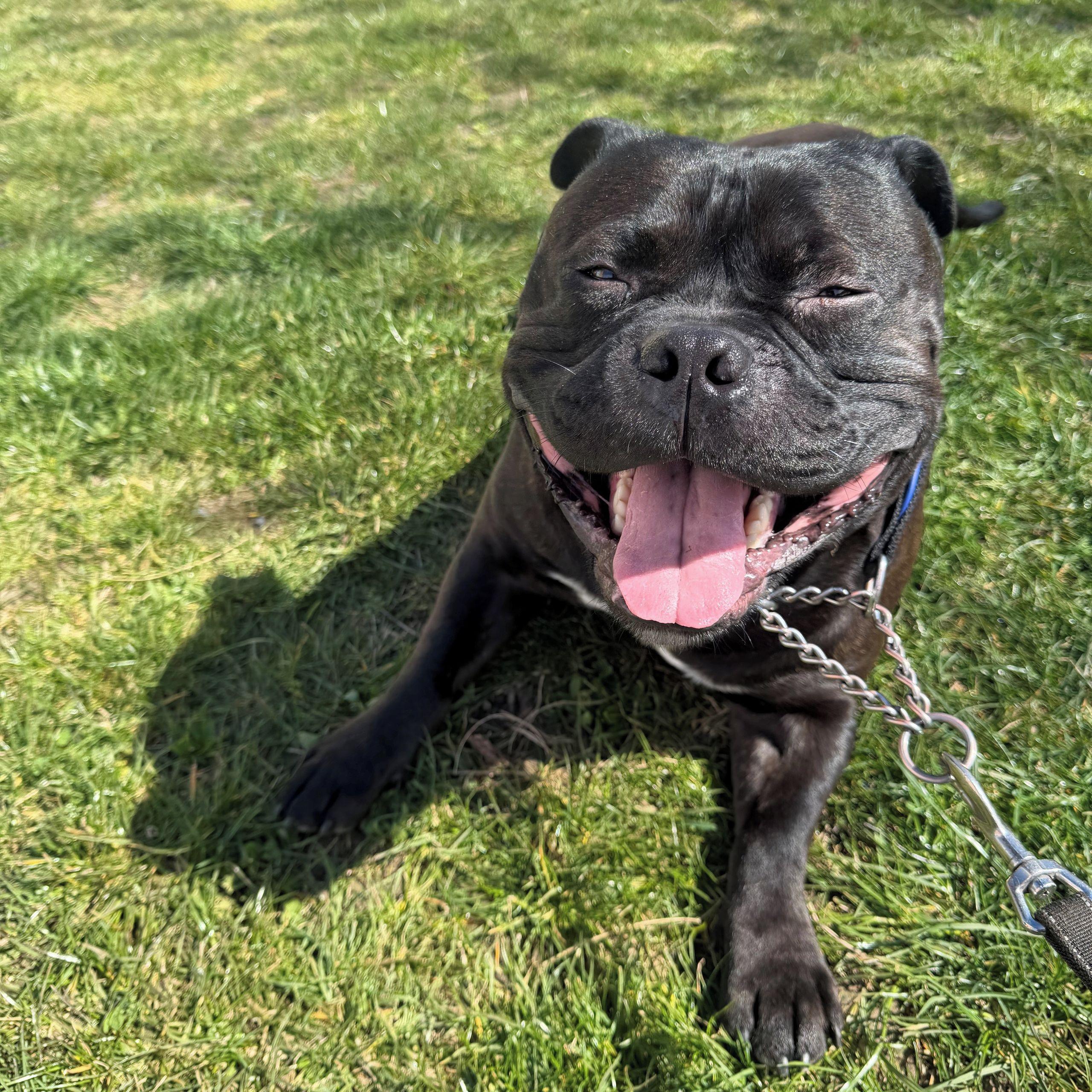 Soutěžní fotografie - Castor Troy,  Stafordšírský bullterier