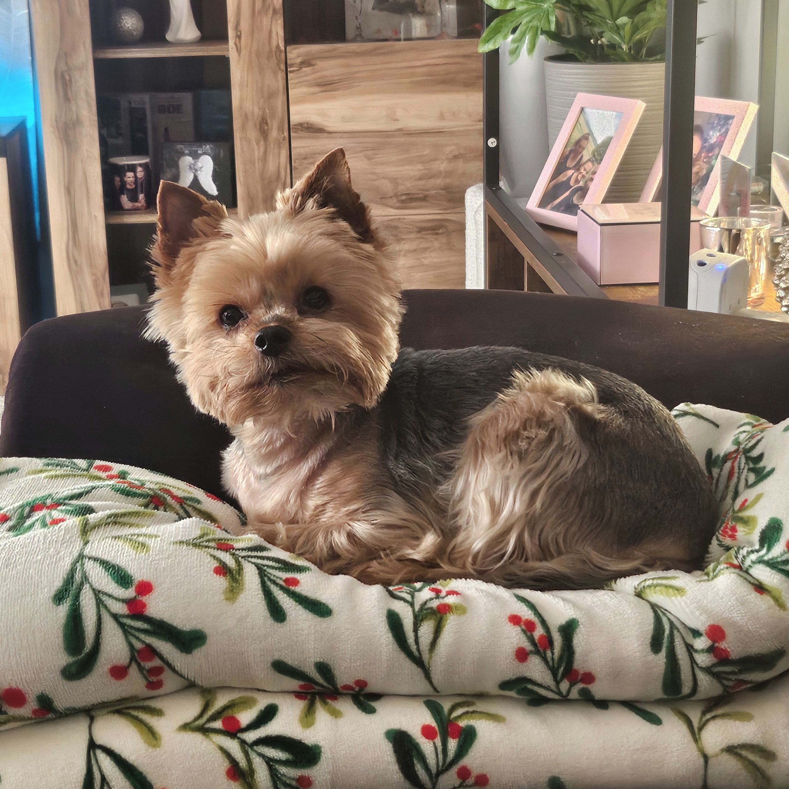 Soutěžní fotografie - Stella,  Yorkšírský terier