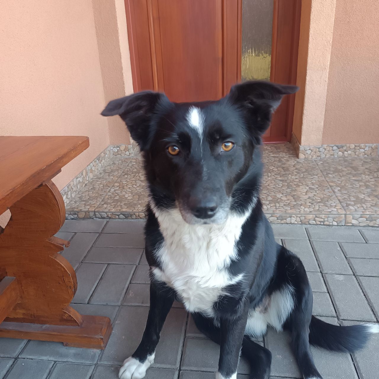 Soutěžní fotografie - Rory,  Border kolie