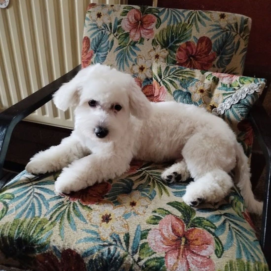 Soutěžní fotografie - Sam,  Maltézský psík