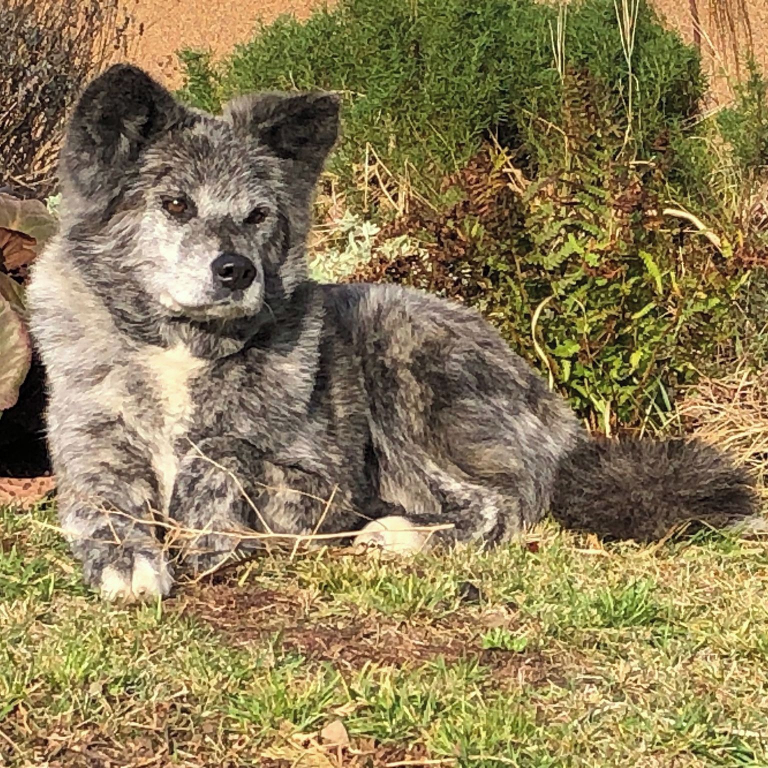 Soutěžní fotografie - Orinka,  Akita