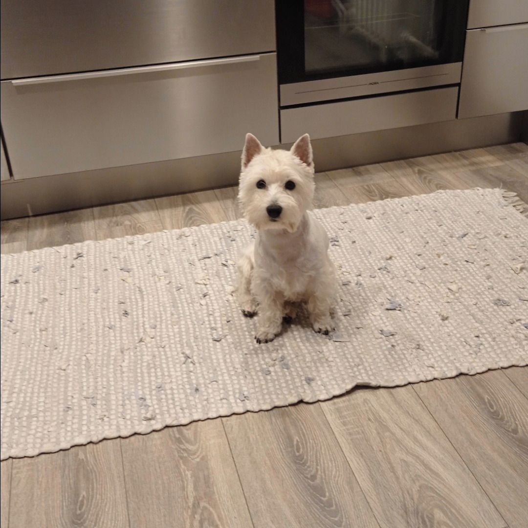 Soutěžní fotografie - Maxik,  West Highland White Terrier