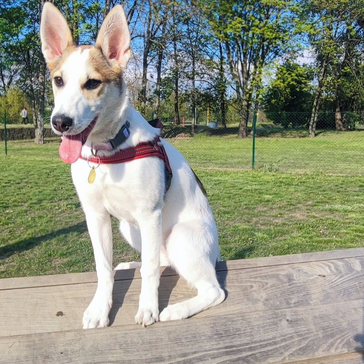 Soutěžní fotografie - Kačenka,  Ostatní