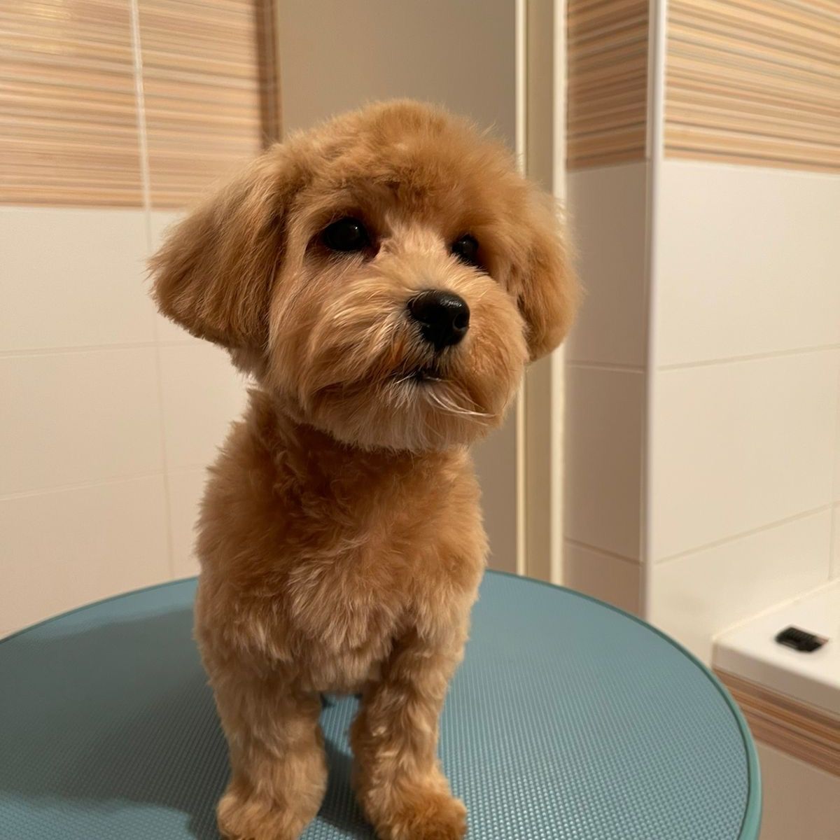 Soutěžní fotografie - Čarli,  Ostatní