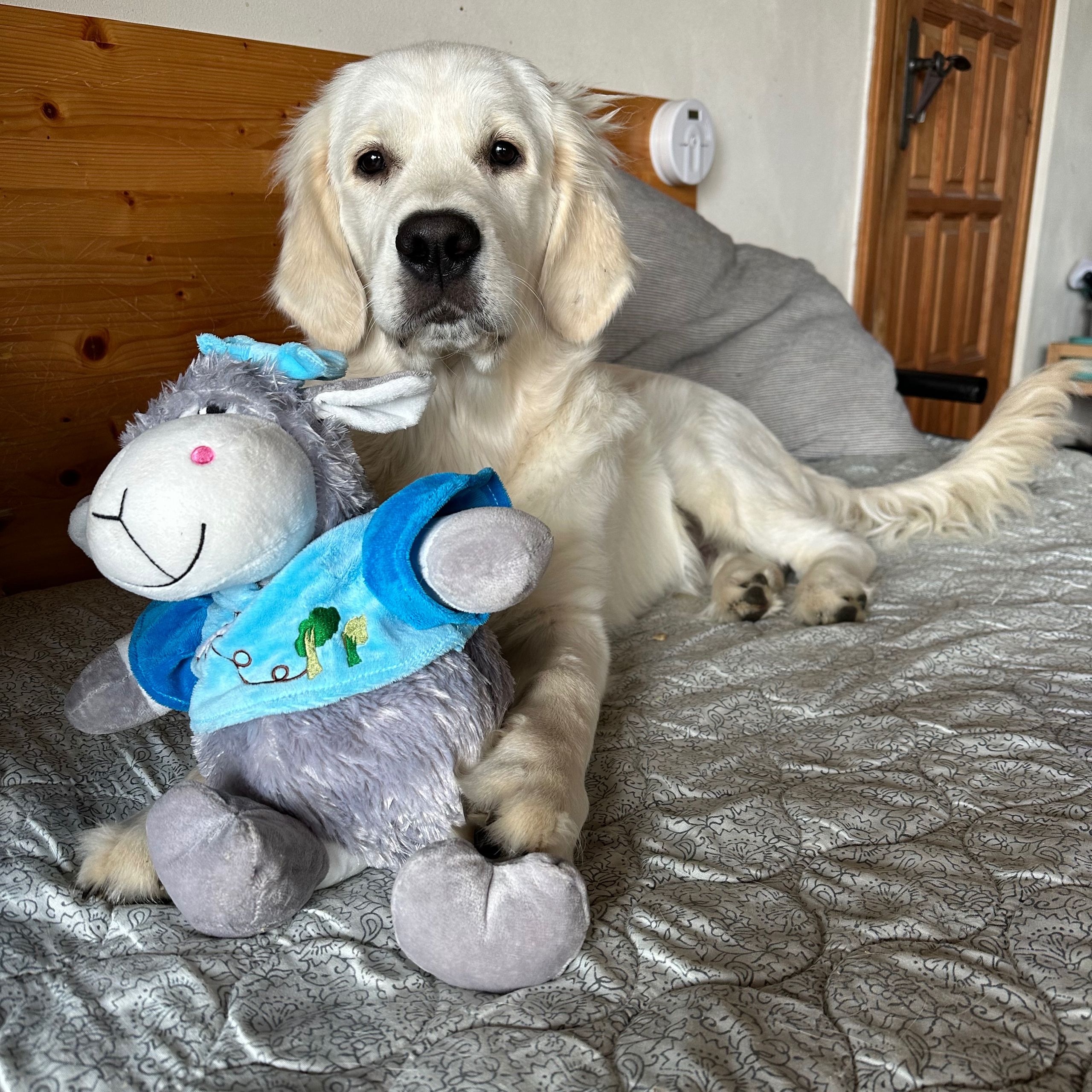 Soutěžní fotografie - Erik,  Zlatý retriever