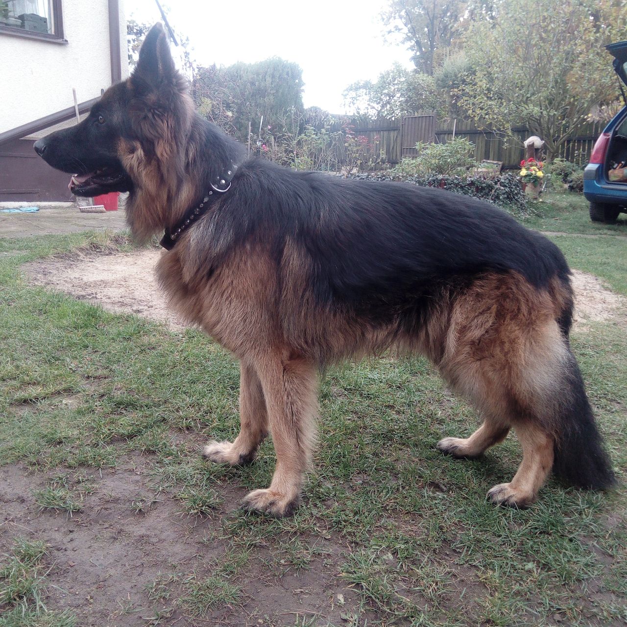 Soutěžní fotografie - Bad,  Německý ovčák