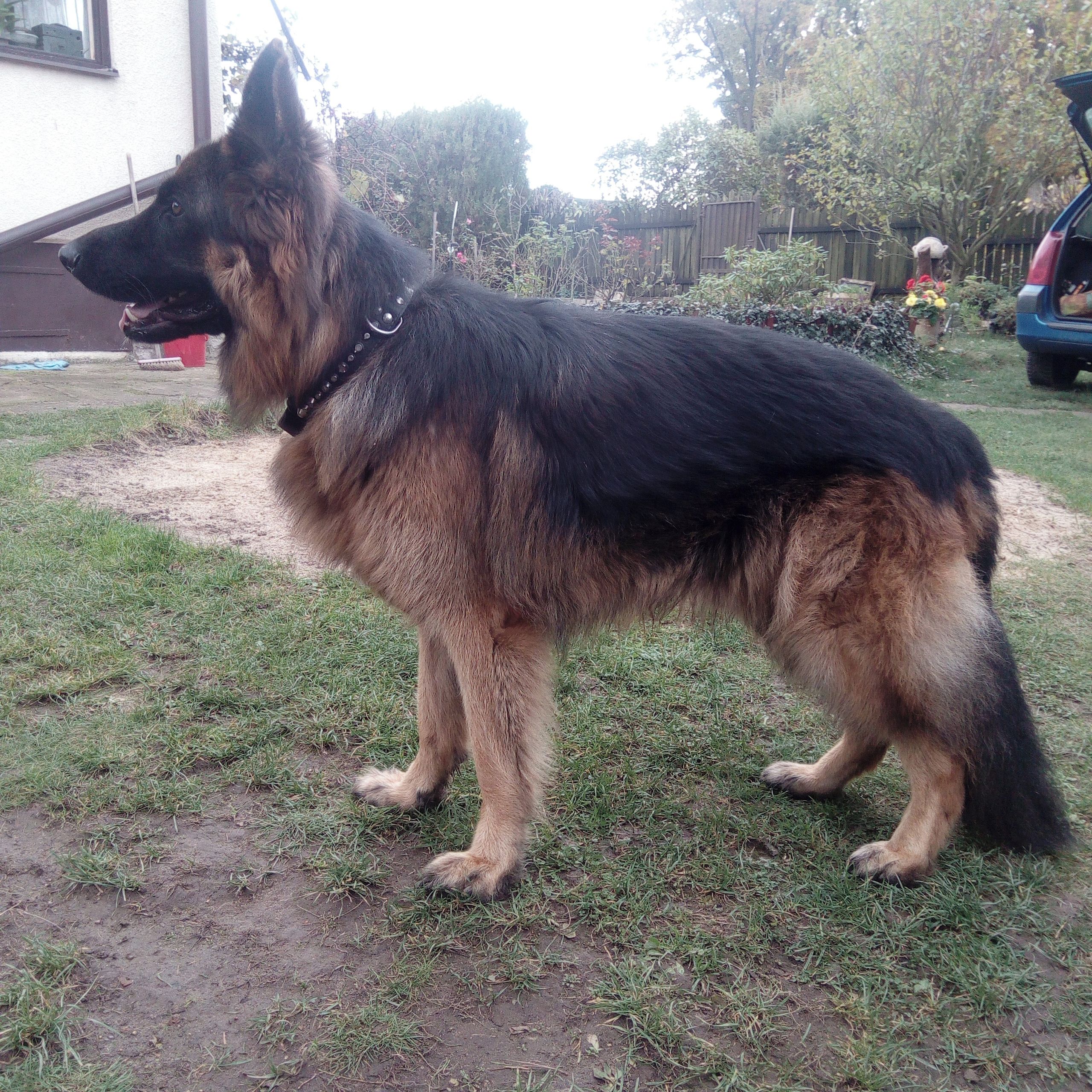 Soutěžní fotografie - Bad,  Německý ovčák