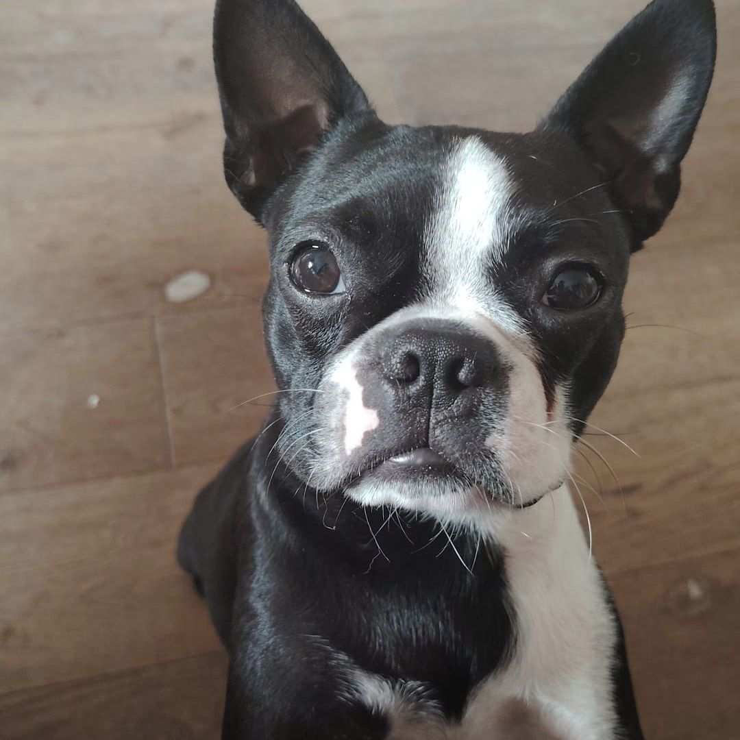 Soutěžní fotografie - Abygail,  Bostonský terier