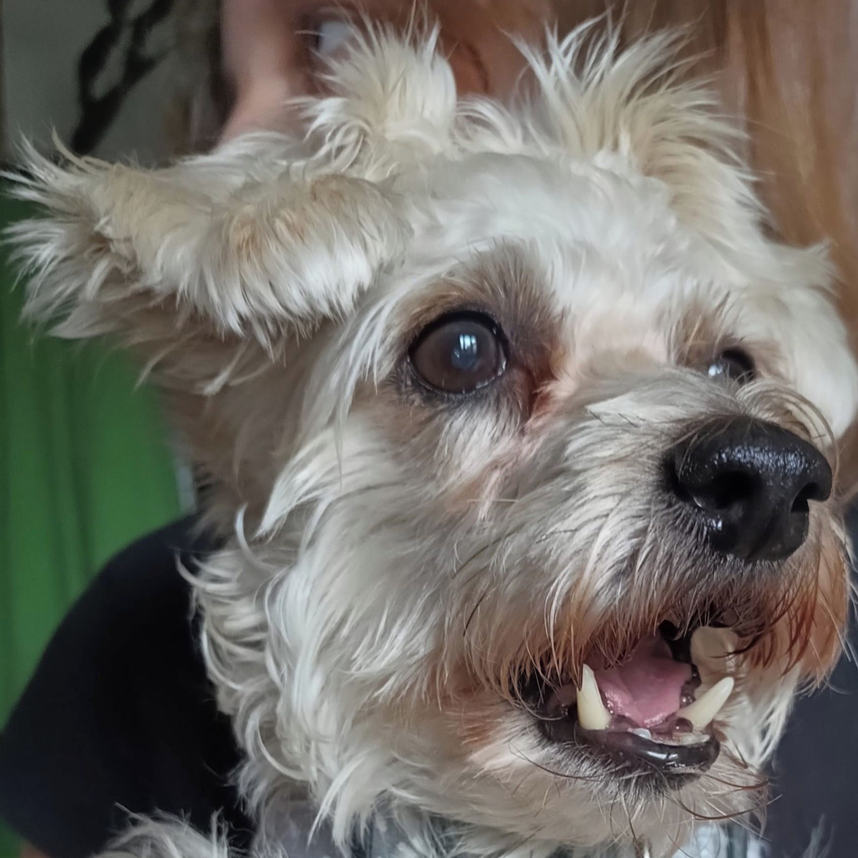 Soutěžní fotografie - Jimmy,  Ostatní