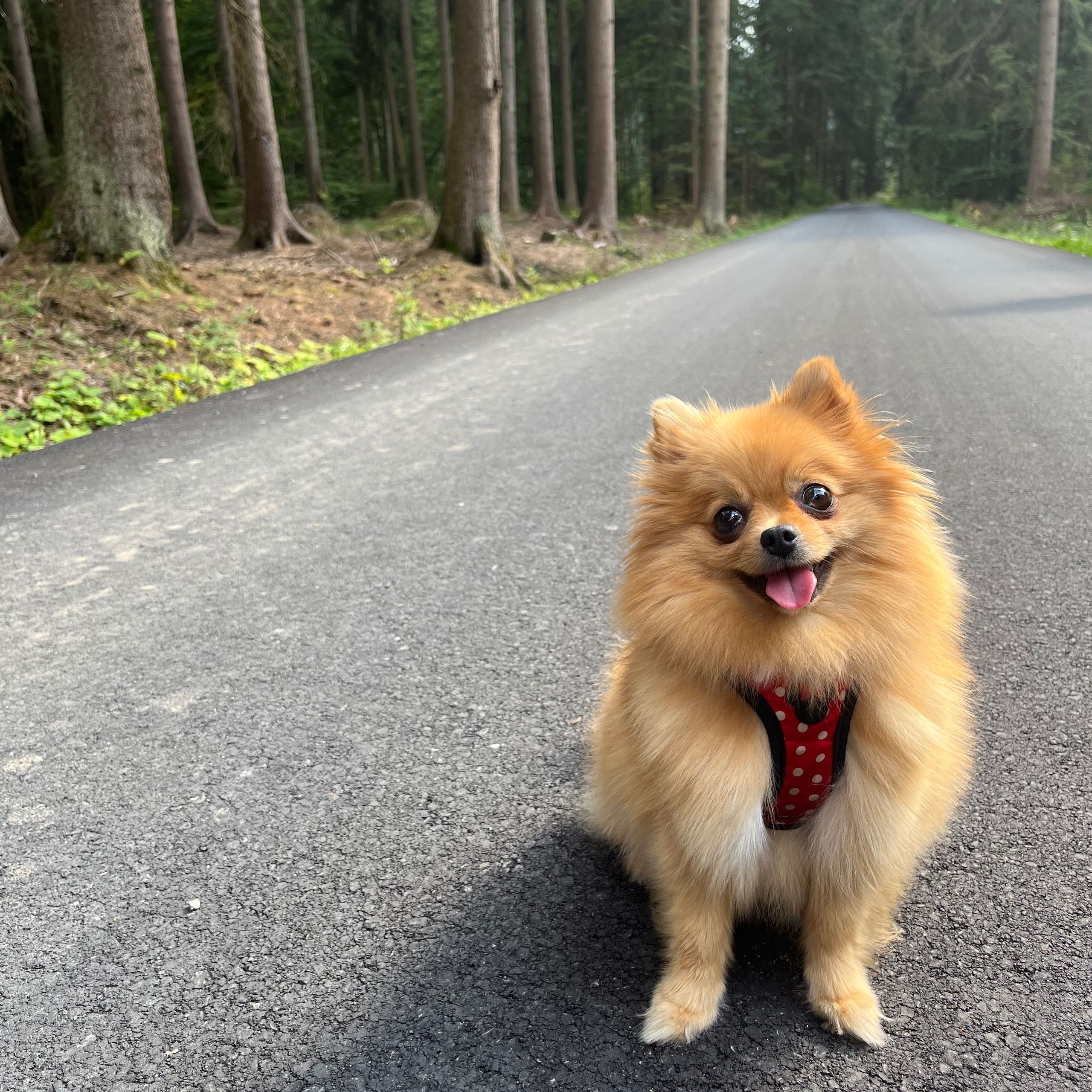 Soutěžní fotografie - Baibee,  Německý špic trpasličí