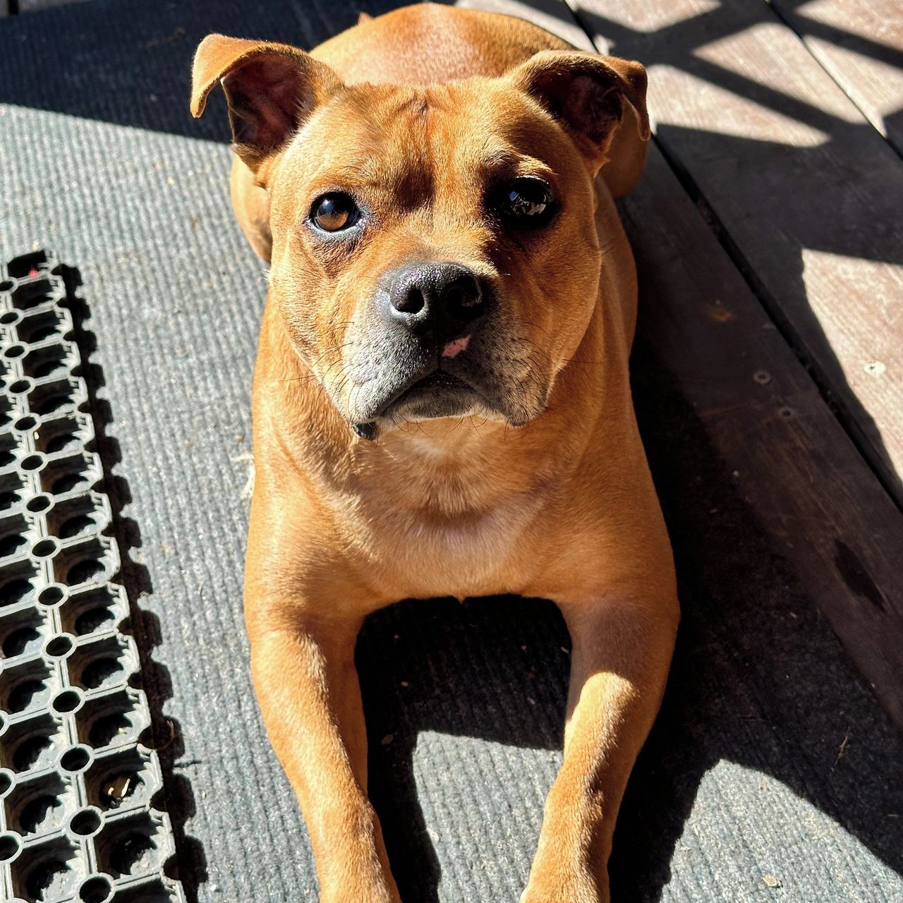 Soutěžní fotografie - Charliek,  Stafordšírský bullterier