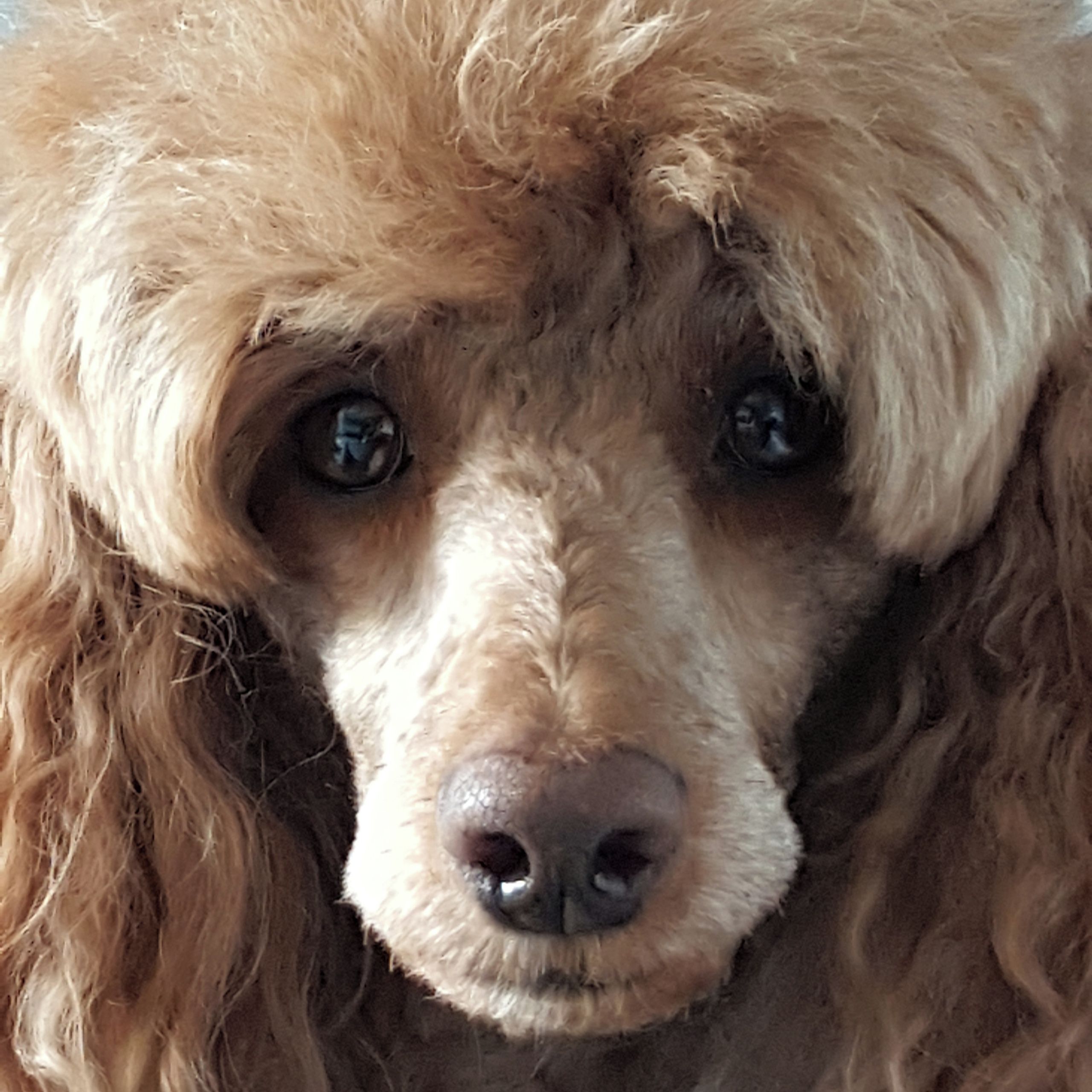 Soutěžní fotografie - Coník,  Pudl