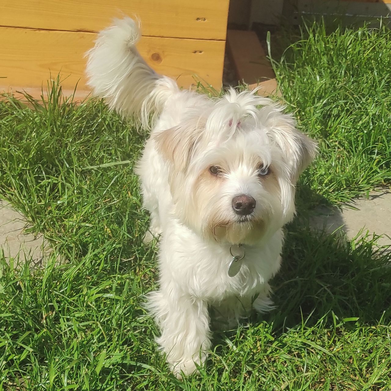 Soutěžní fotografie - Casper,  Yorkšírský terier