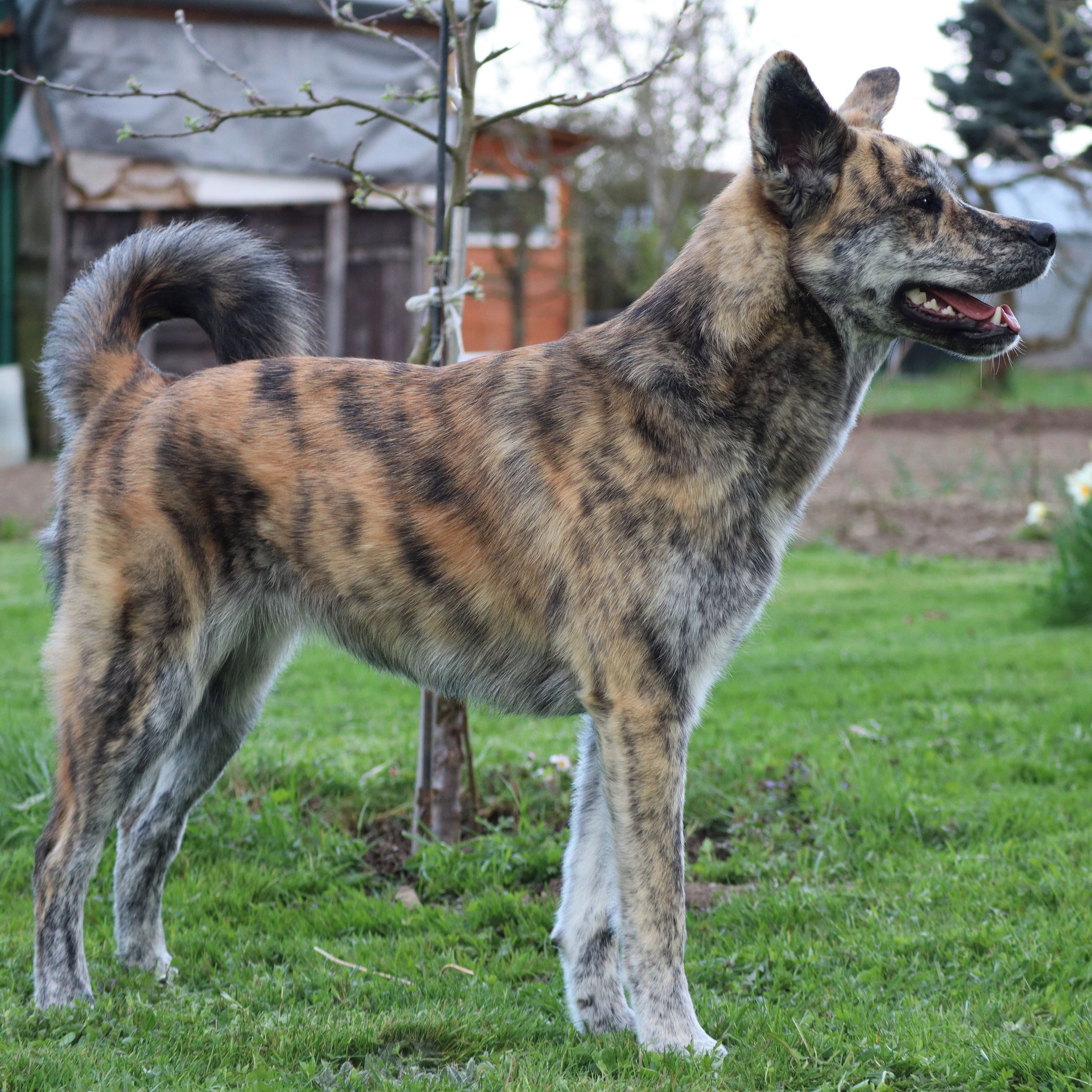 Soutěžní fotografie - Karamelka,  Ostatní