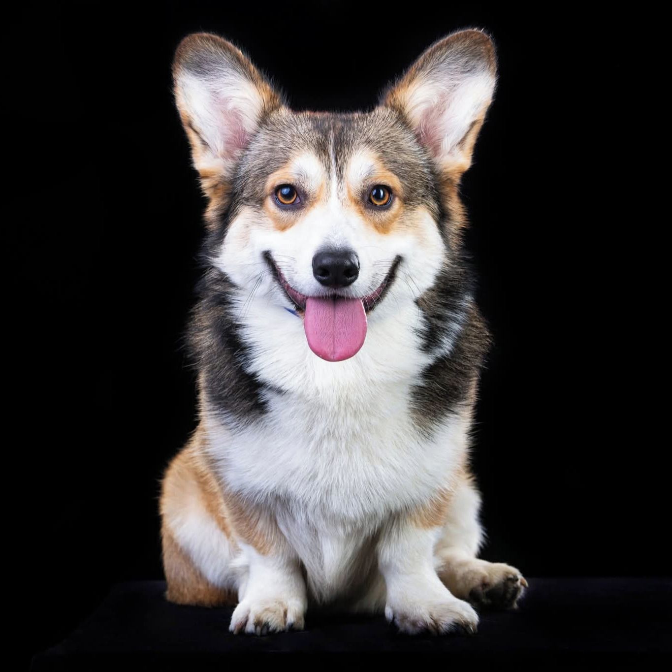 Soutěžní fotografie - Burrito,  Welsh Corgi Pembroke