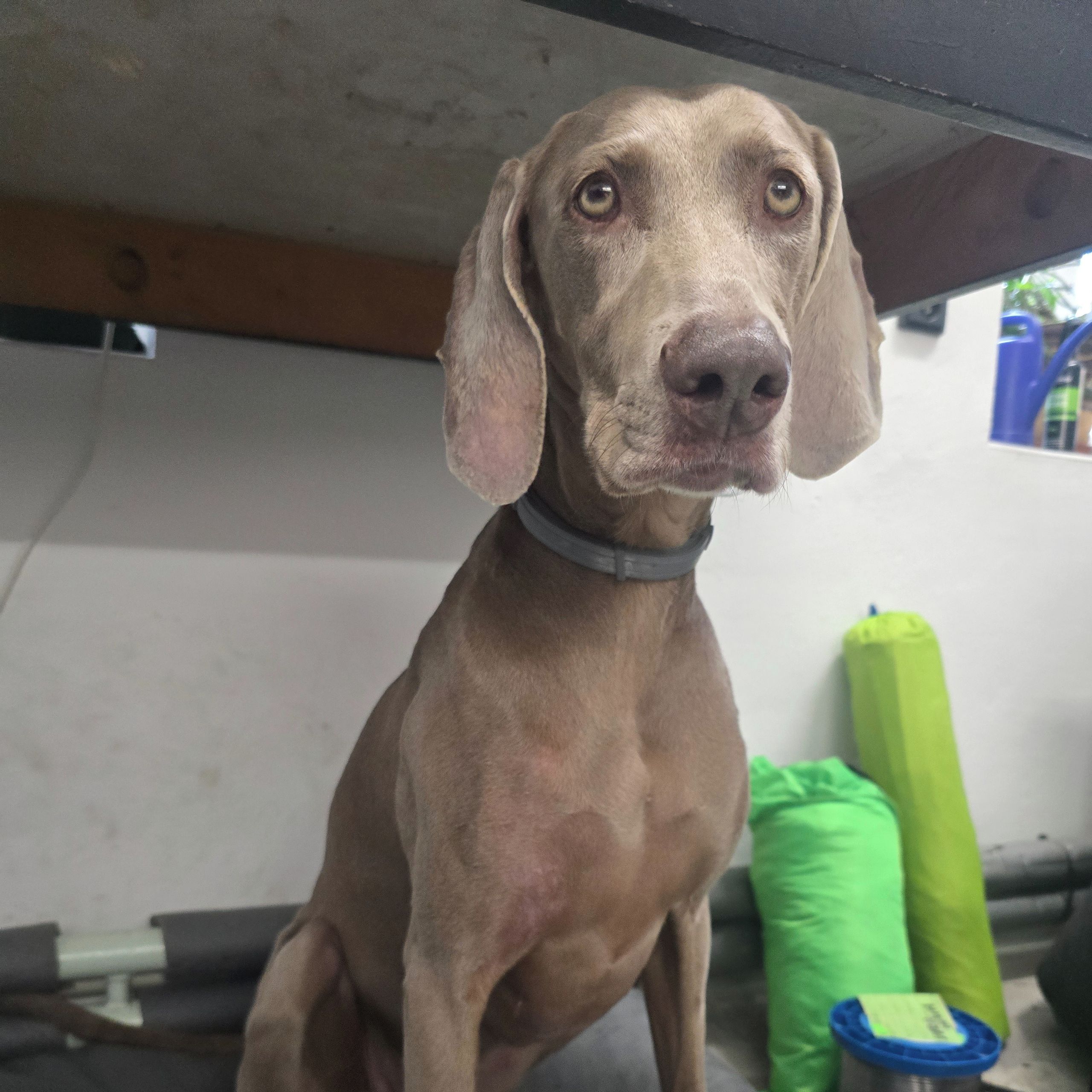 Soutěžní fotografie - Abby,  Výmarský ohař