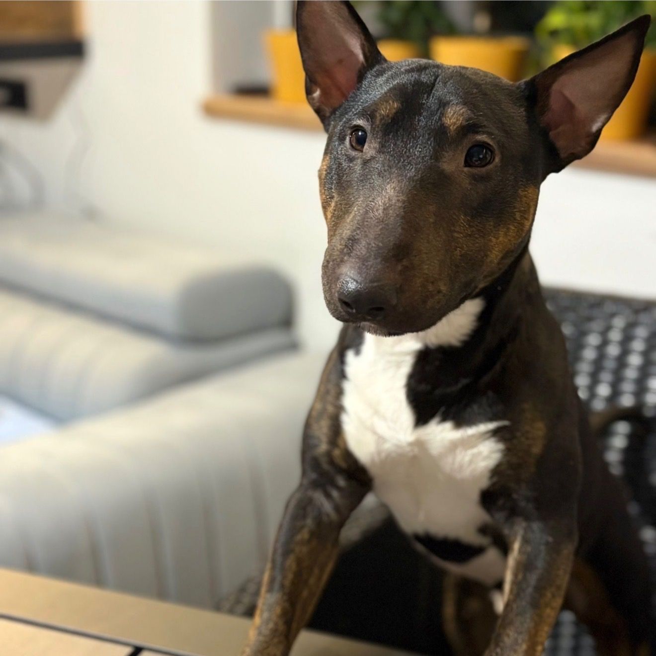 Soutěžní fotografie - Pepicek,  Bulteriér