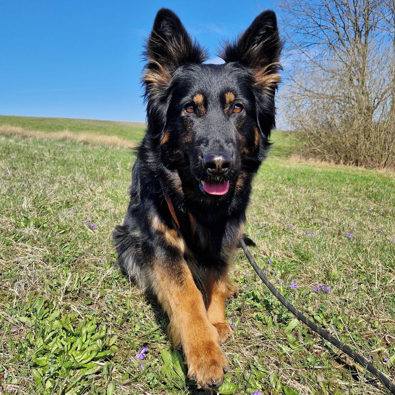 Soutěžní fotografie - Arwie,  Chodský pes