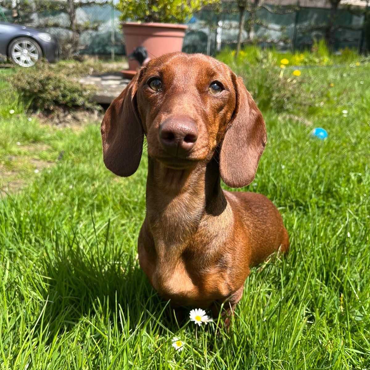 Soutěžní fotografie - Mája,  Jezevčík