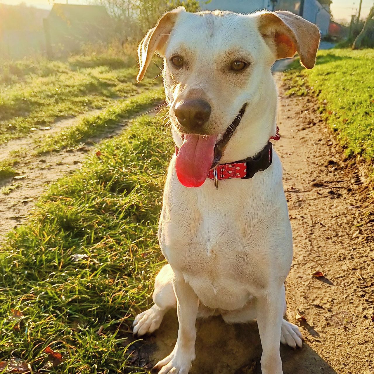 Soutěžní fotografie - Julča,  Labradorský retriever