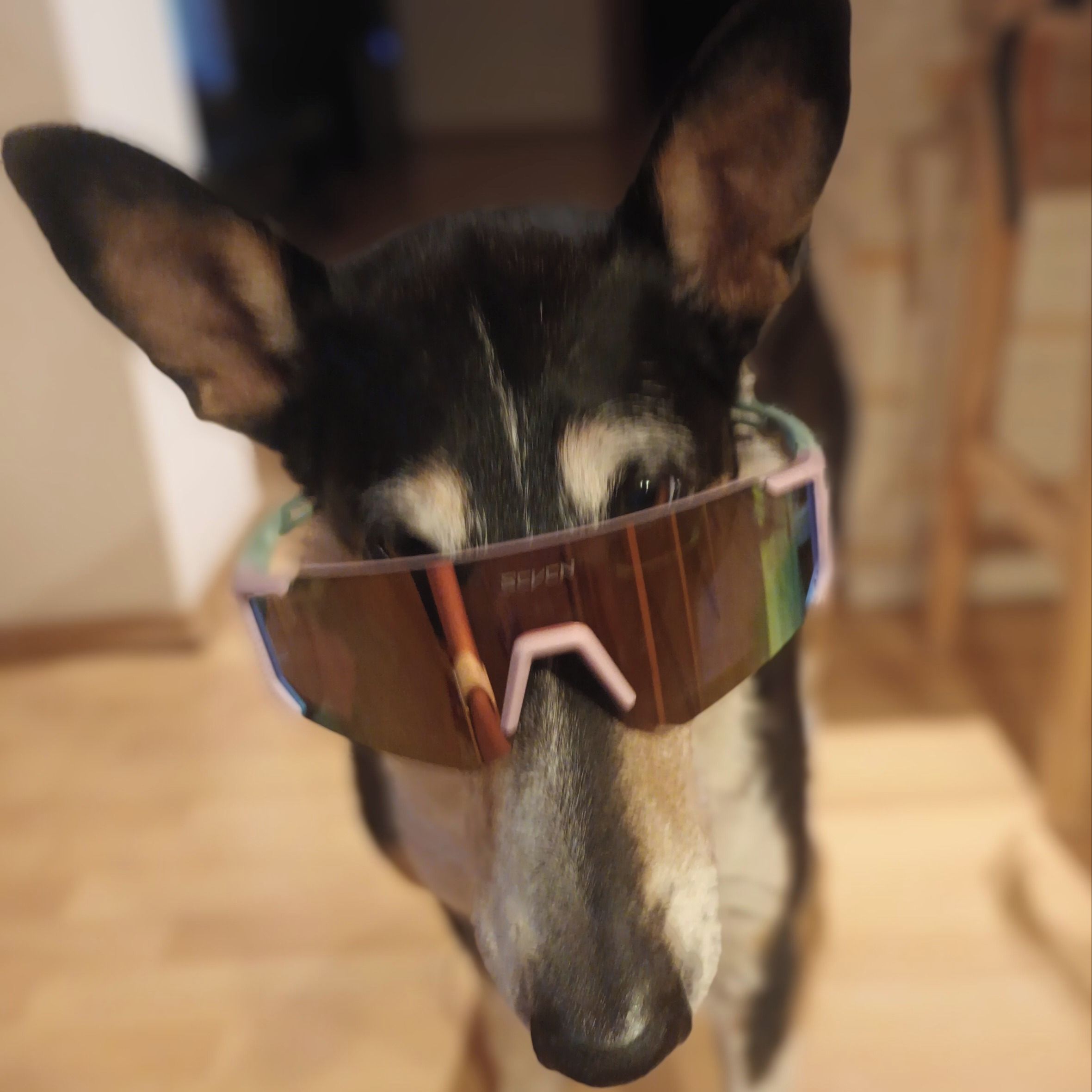 Soutěžní fotografie - Jackilka,  Kolie krátkosrstá