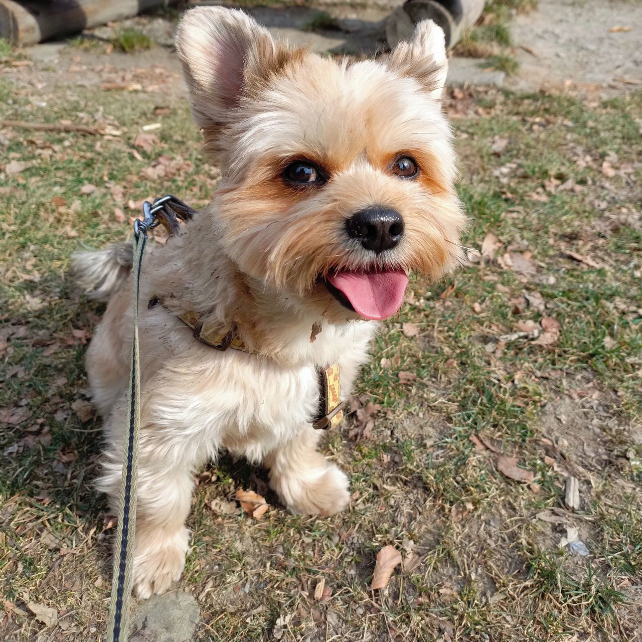 Soutěžní fotografie - Rony,  Yorkšírský terier