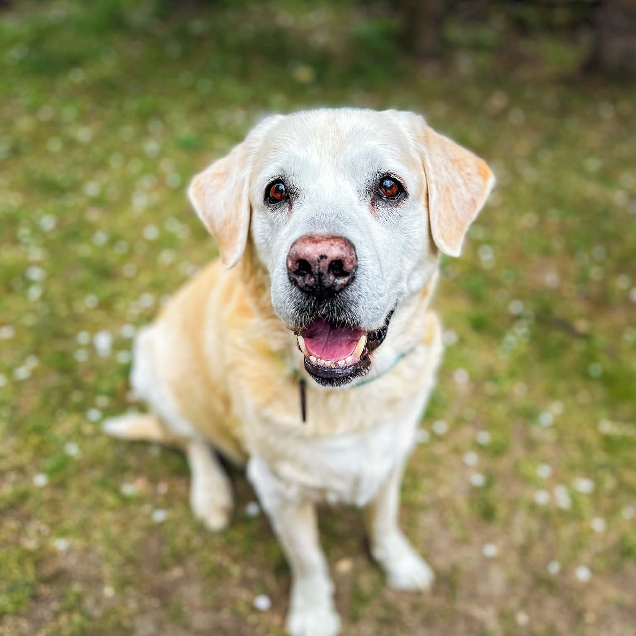 Soutěžní fotografie - Eddie,  Labradorský retriever