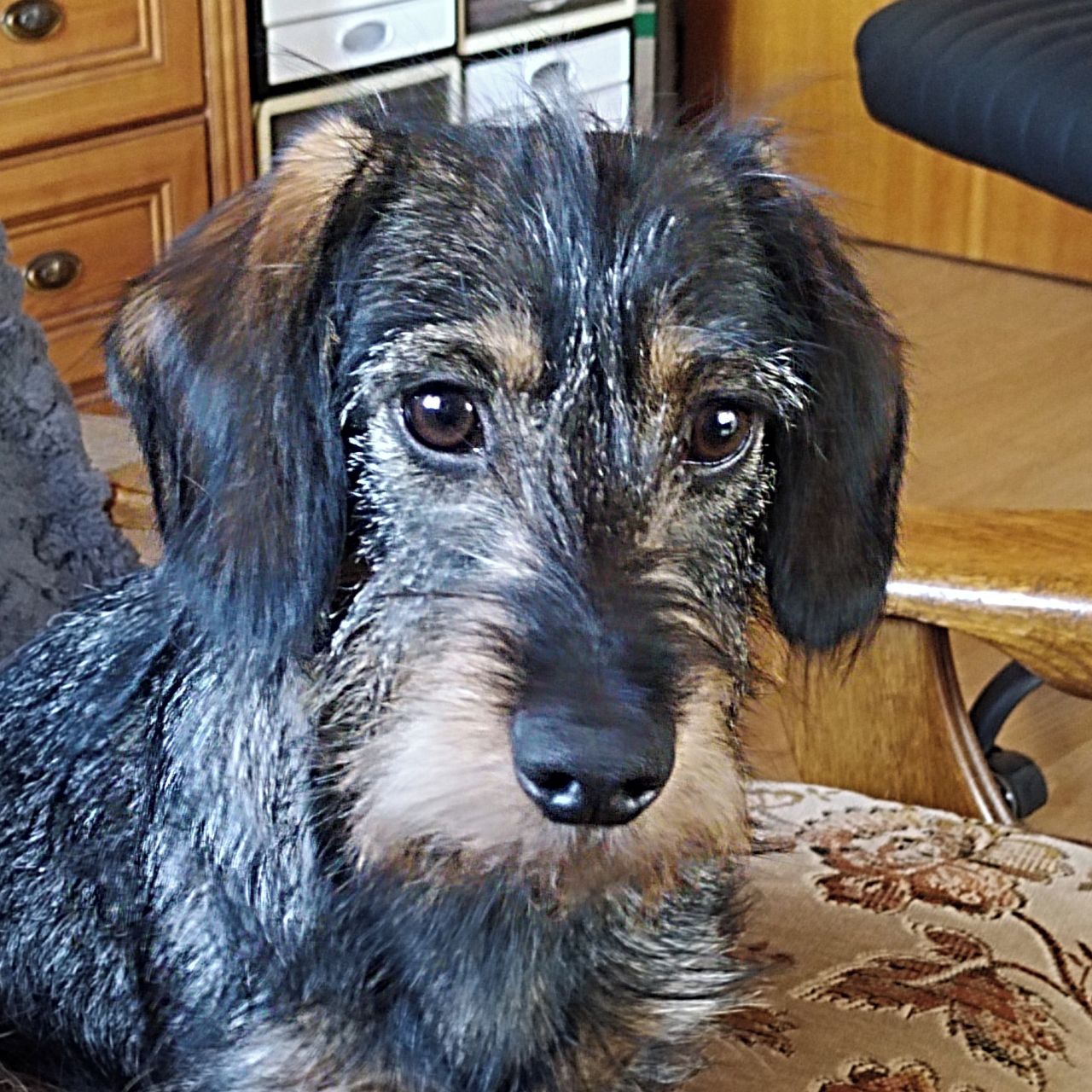 Soutěžní fotografie - Čertík,  Jezevčík