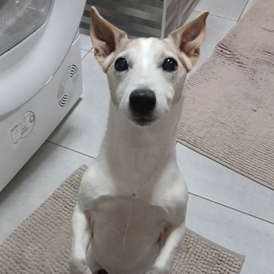 Soutěžní fotografie - Brian,  Jack Russell Teriér