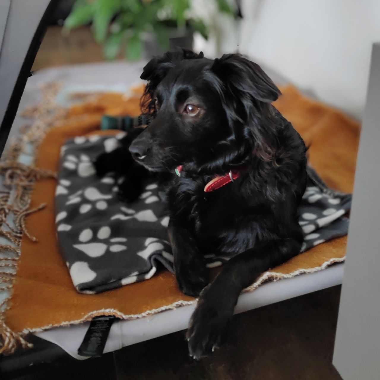 Soutěžní fotografie - Bibi,  Ostatní